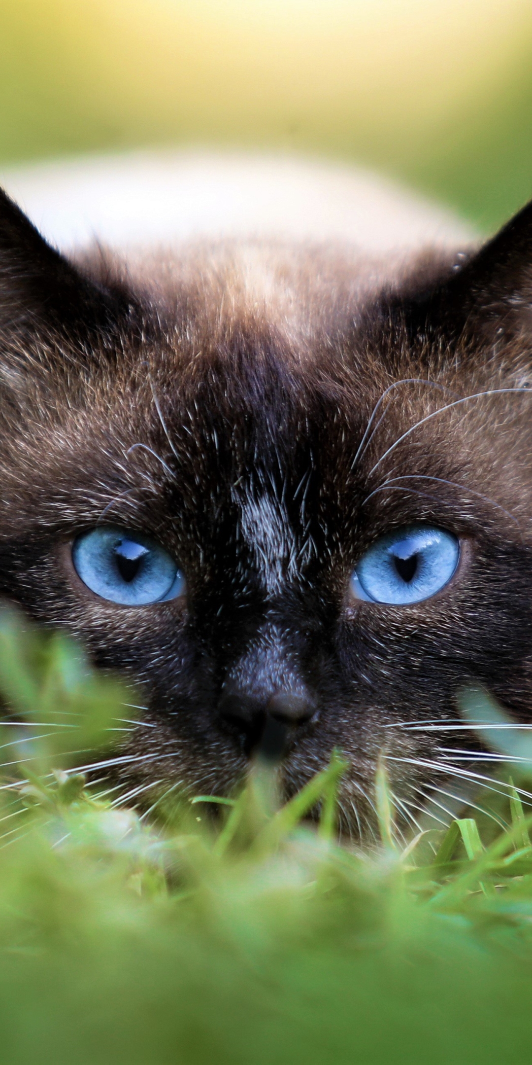 Handy-Wallpaper Tiere, Katzen, Katze, Blaue Augen kostenlos herunterladen.