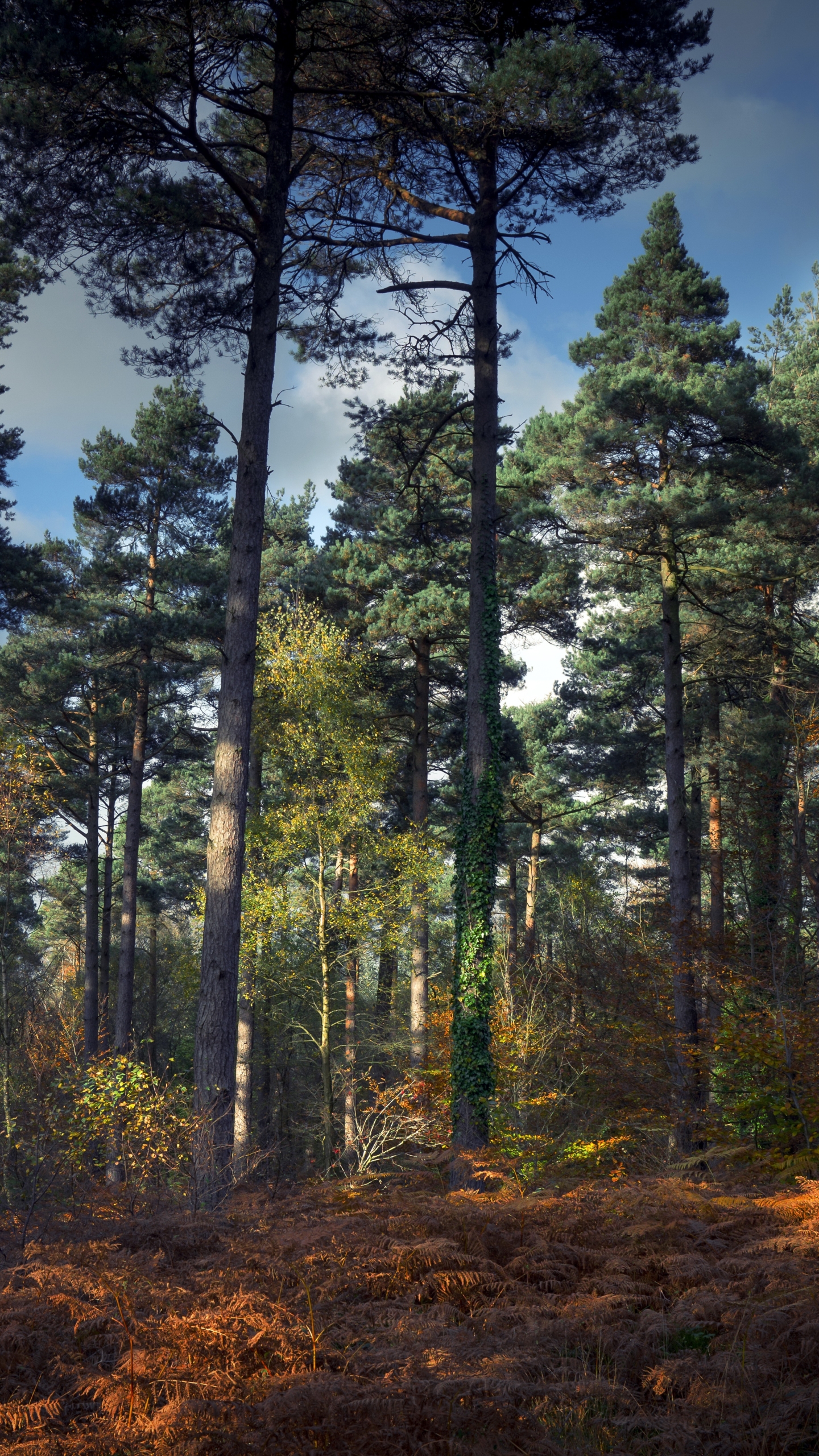 Téléchargez des papiers peints mobile Forêt, Arbre, La Nature, Terre/nature gratuitement.