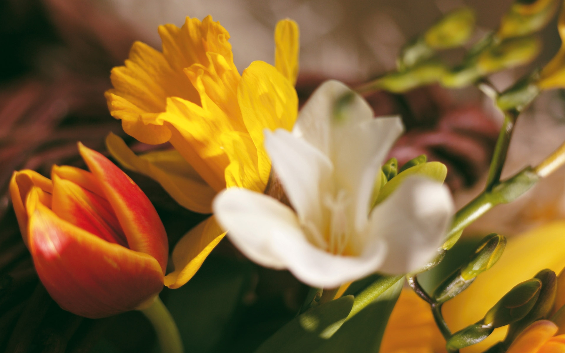 Descarga gratis la imagen Plantas, Flores en el escritorio de tu PC