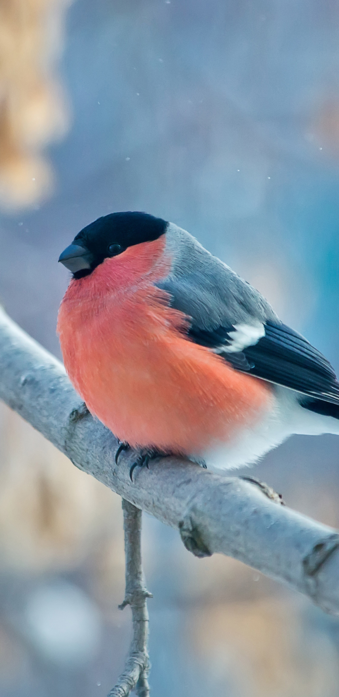 1129624 descargar imagen animales, piñonero, rama, pájaro, ave, invierno, aves: fondos de pantalla y protectores de pantalla gratis