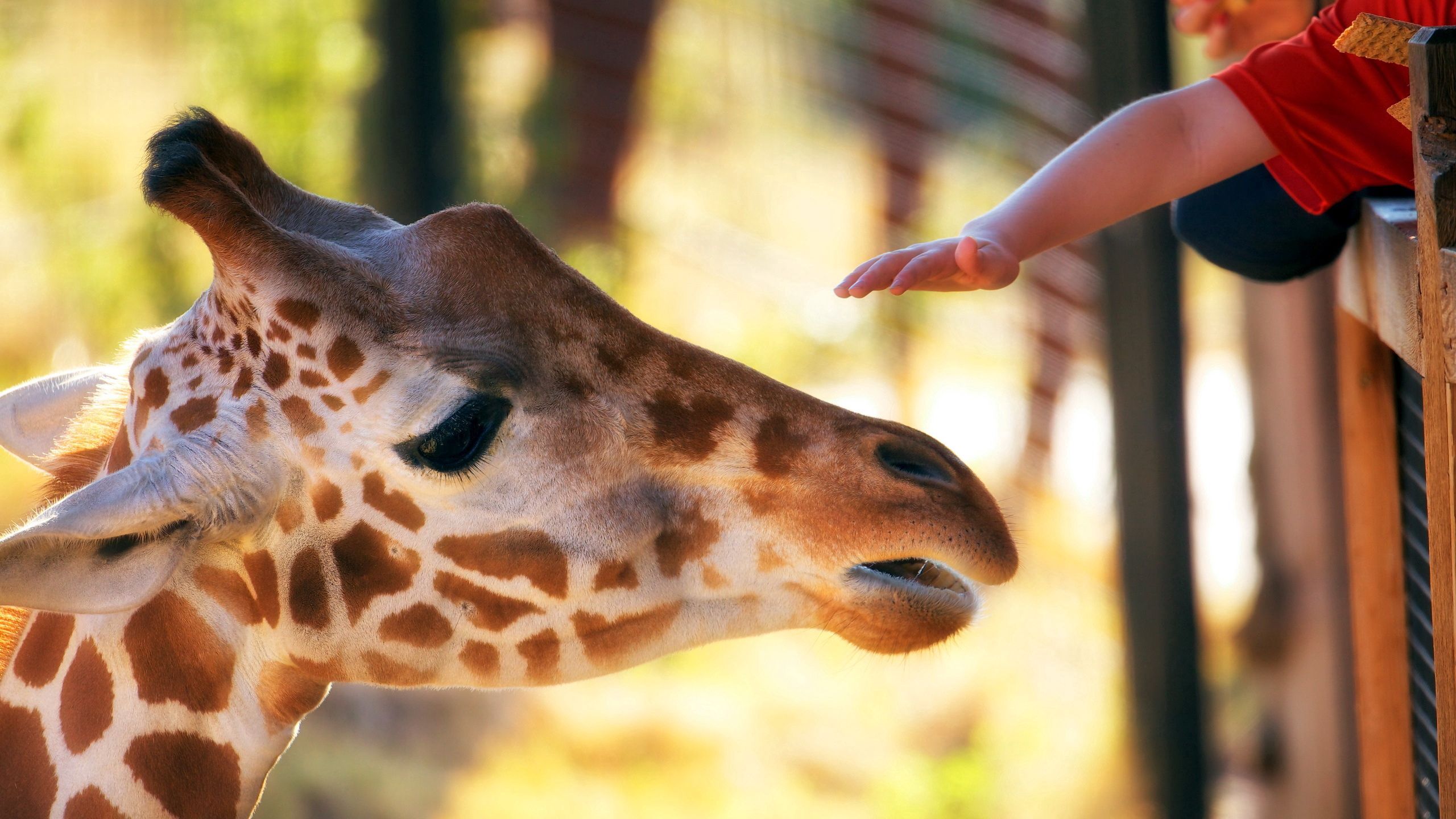 animals, hand, muzzle, spotted, spotty, head, giraffe, zoo