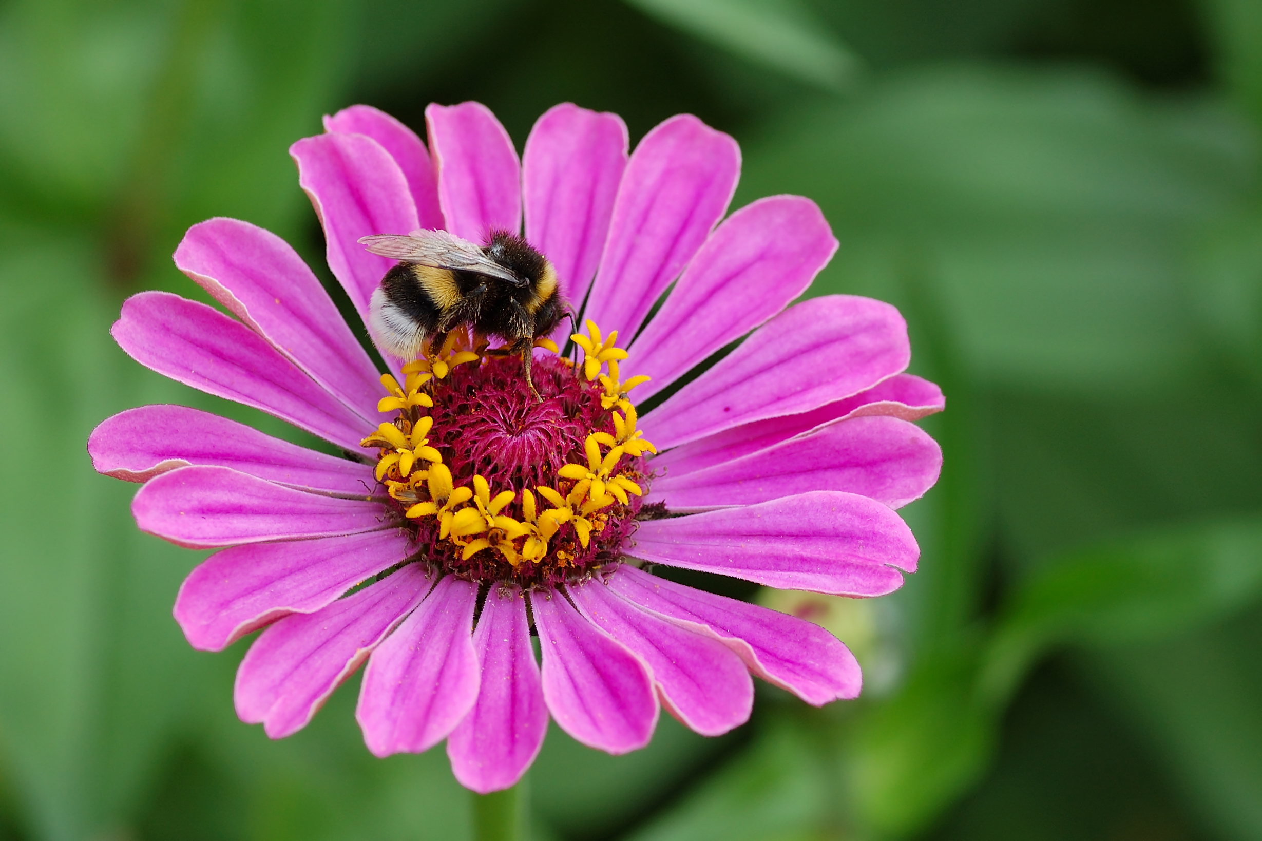 895662 descargar fondo de pantalla animales, abejorro, flor: protectores de pantalla e imágenes gratis