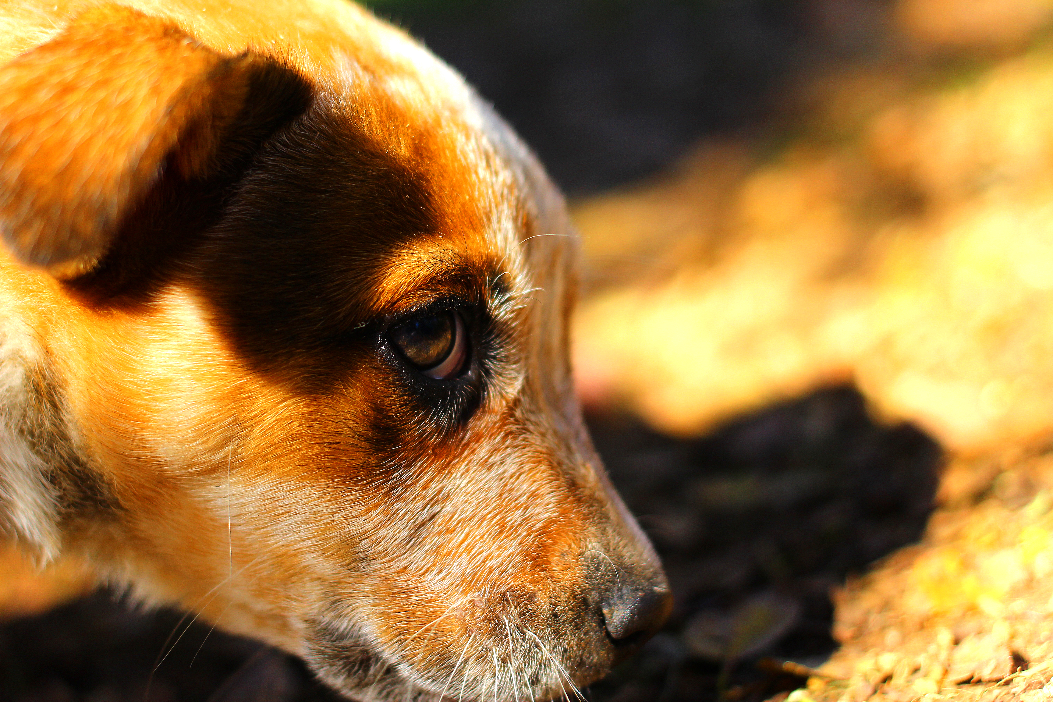 Free download wallpaper Dogs, Dog, Close Up, Animal, Puppy, Baby Animal on your PC desktop