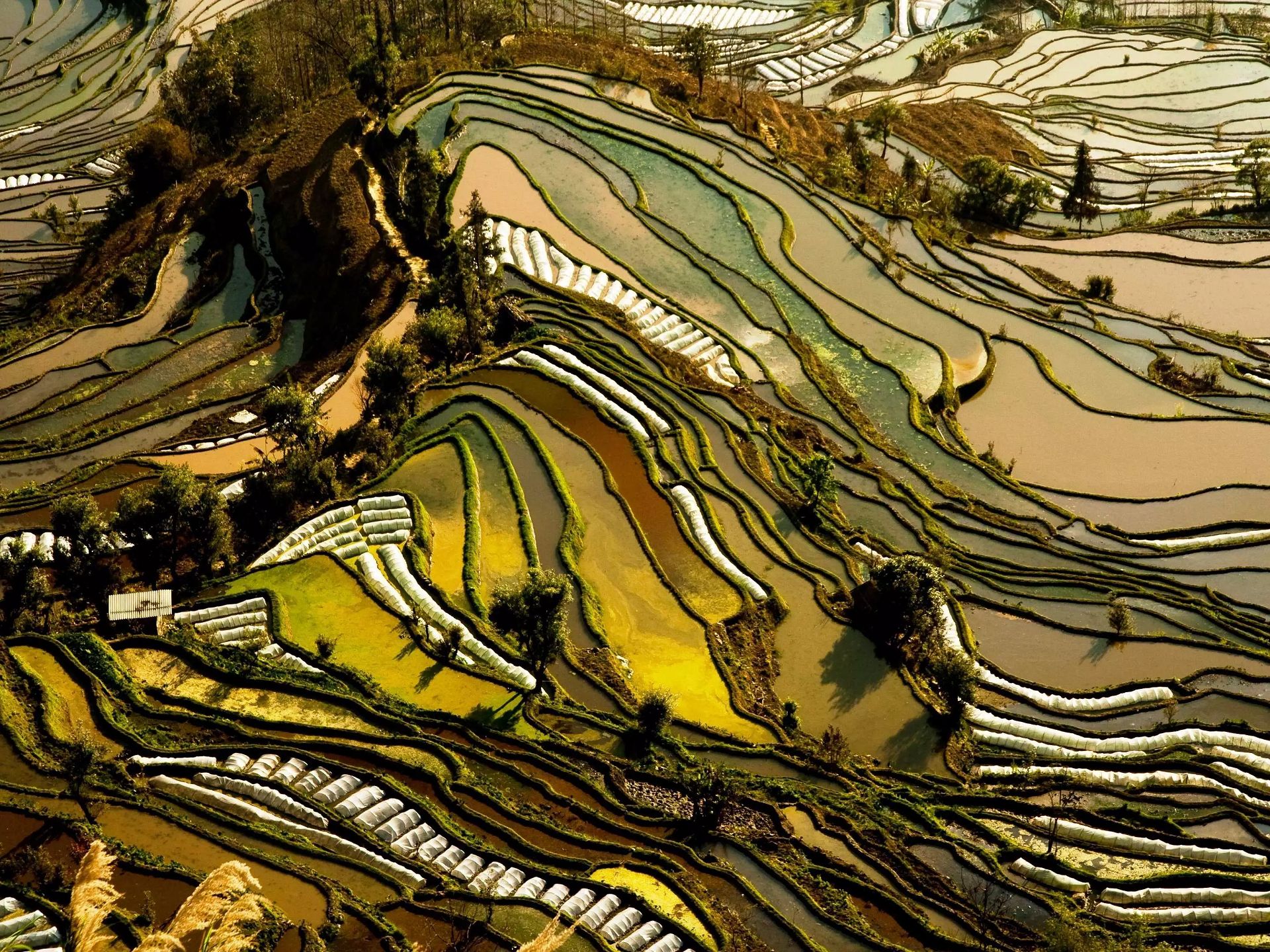 Laden Sie das China, Menschengemacht, Reisterrasse-Bild kostenlos auf Ihren PC-Desktop herunter