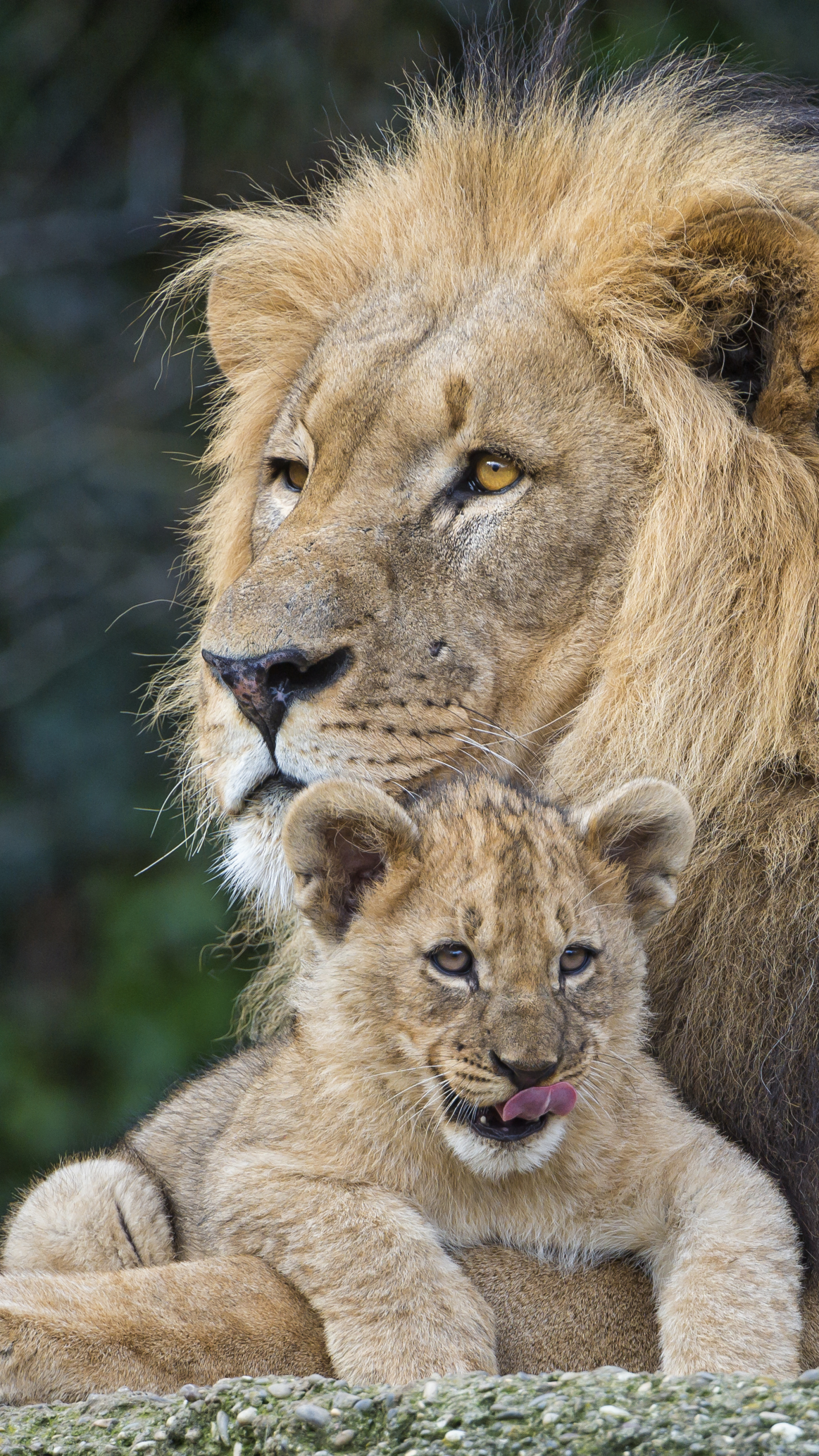 Download mobile wallpaper Cats, Lion, Animal, Baby Animal, Cub for free.