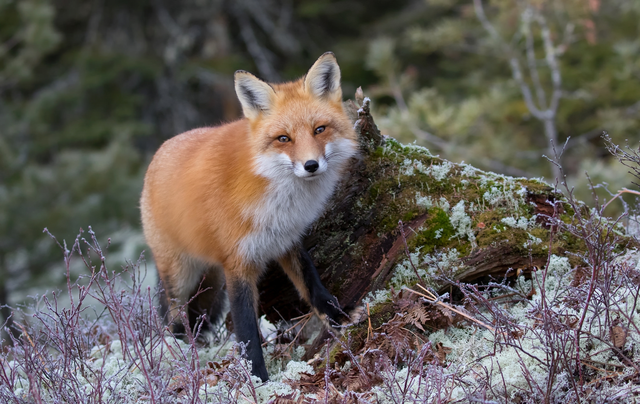 PCデスクトップに動物, 狐, 見詰める画像を無料でダウンロード