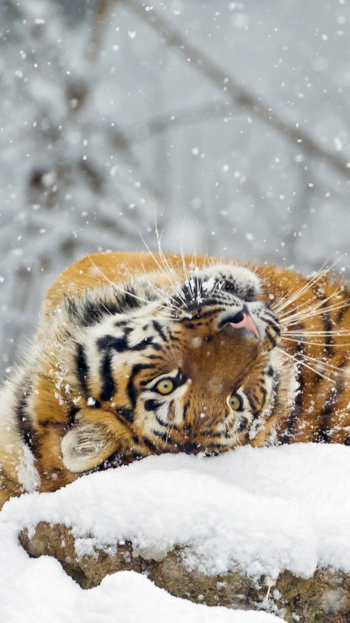 Скачать картинку Животные, Снег, Тигр, Кошки в телефон бесплатно.