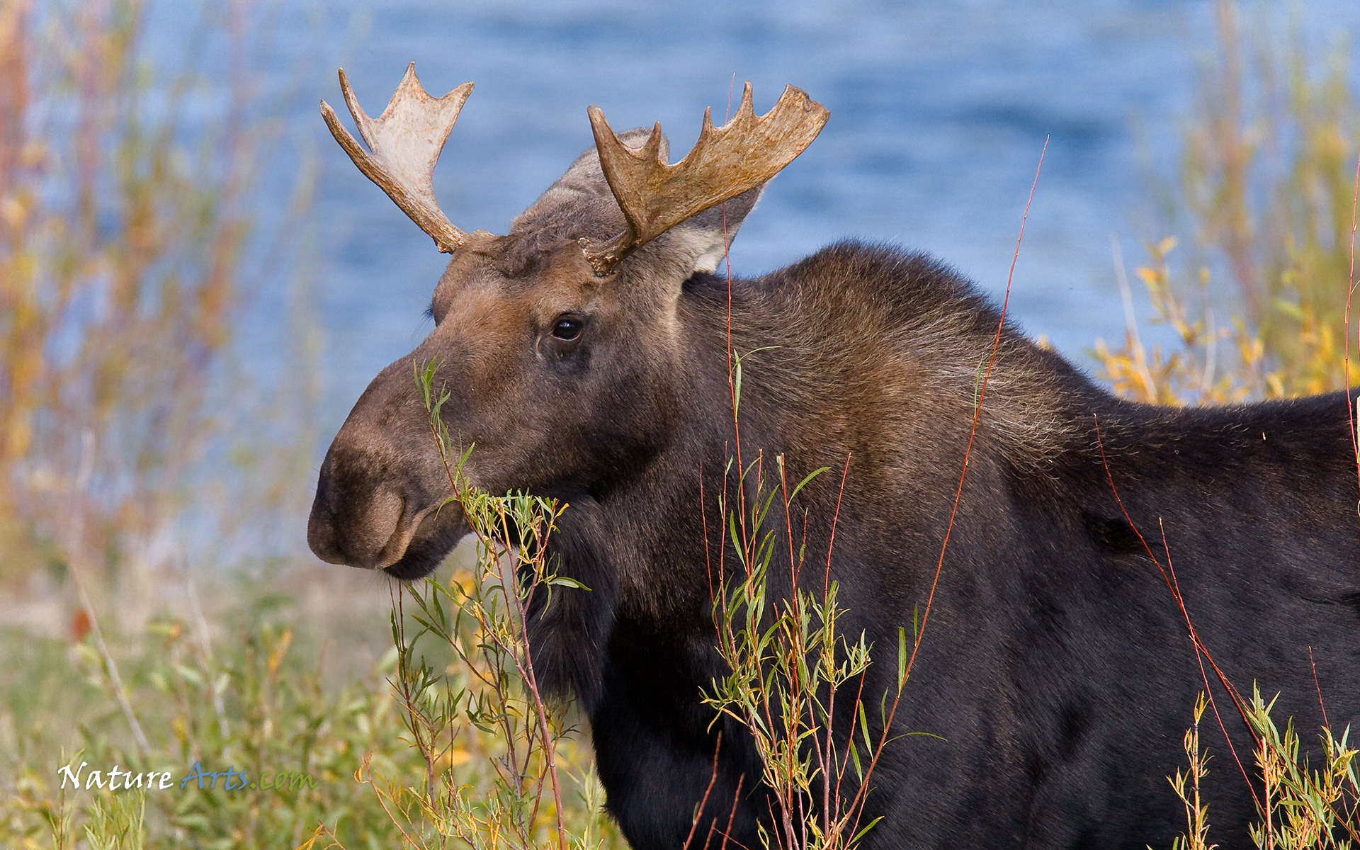 animal, moose