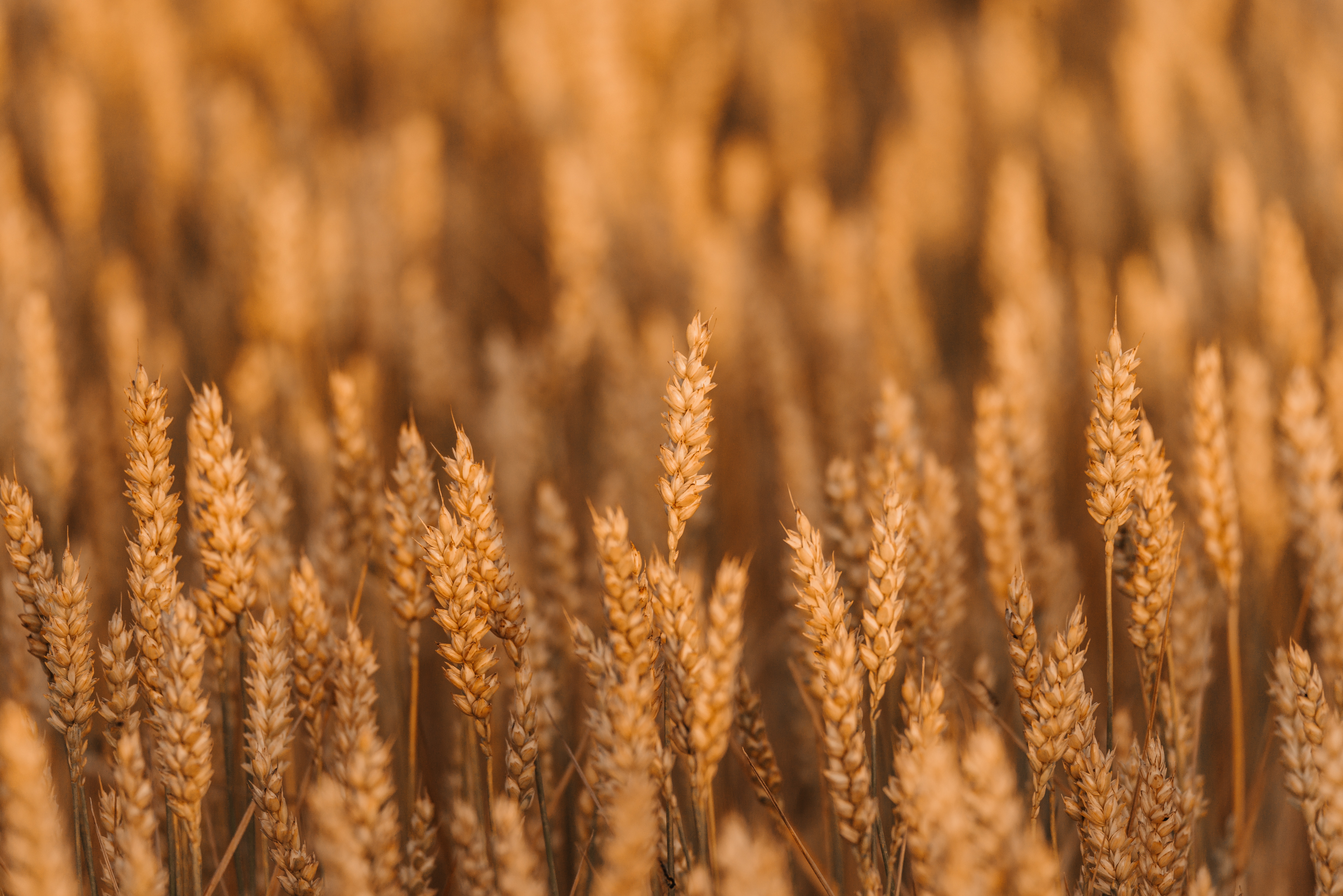 wheat, cereals, cones, plant, macro, field, spikelets