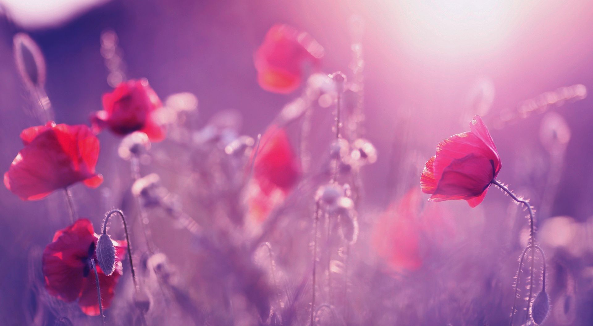 Téléchargez gratuitement l'image Fleurs, Fleur, Coquelicot, Terre/nature sur le bureau de votre PC