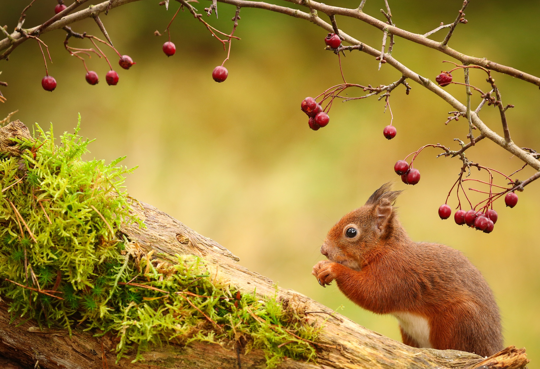 Free download wallpaper Squirrel, Berry, Animal, Rodent on your PC desktop