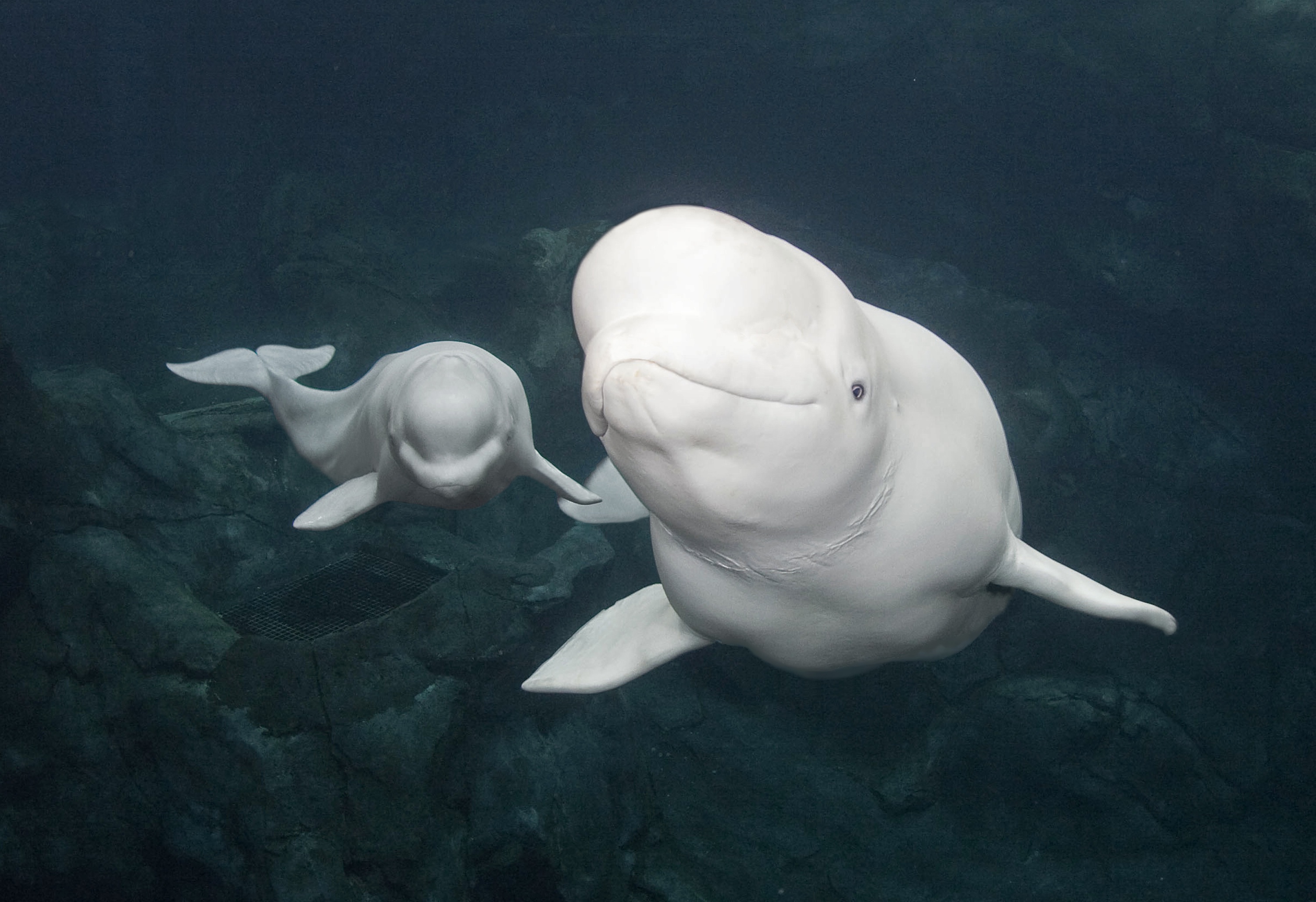 719132 baixar imagens animais, baleia beluga, aquário, beluga, peixe, baleia - papéis de parede e protetores de tela gratuitamente