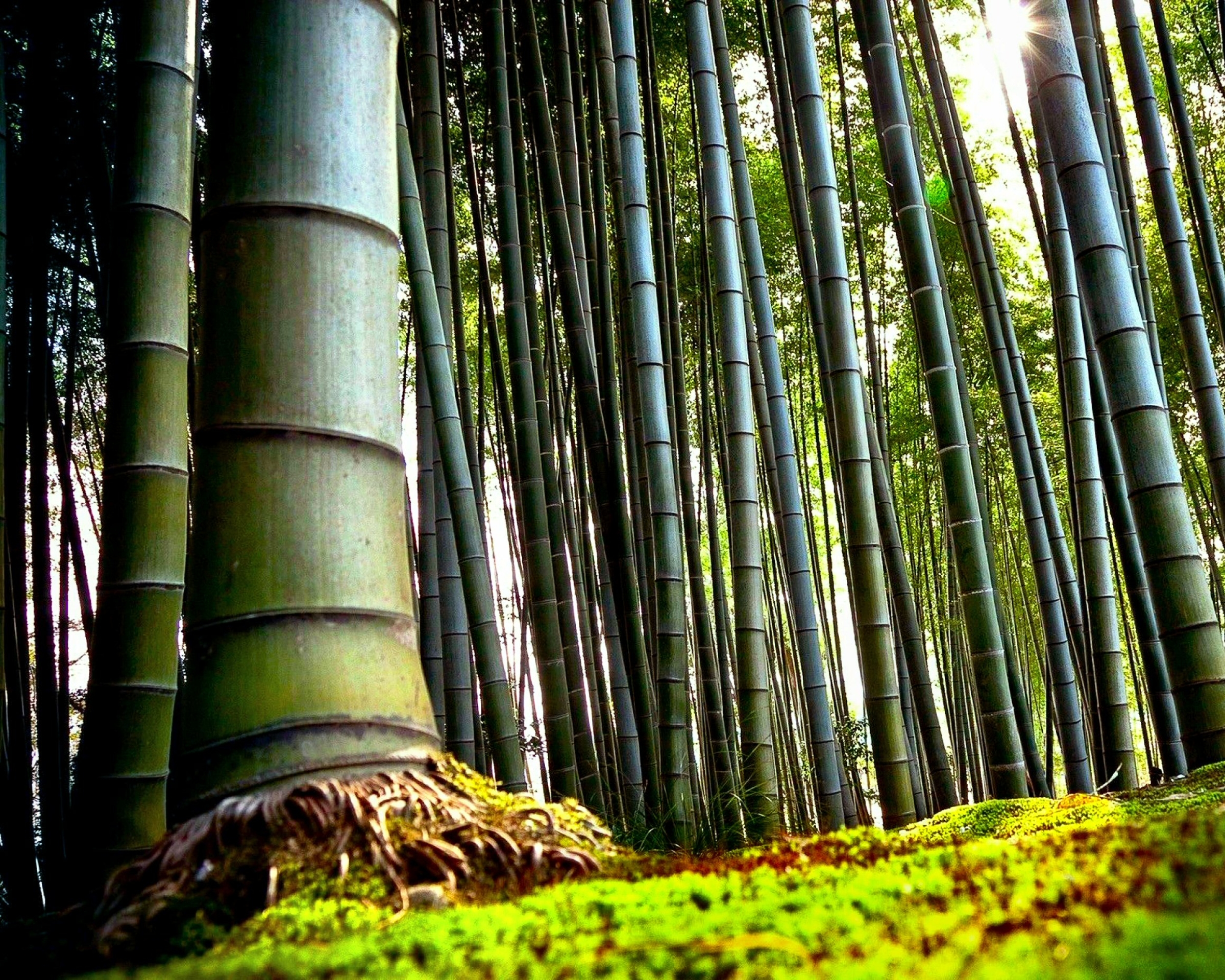 Handy-Wallpaper Natur, Wald, Baum, Bambus, Erde/natur kostenlos herunterladen.