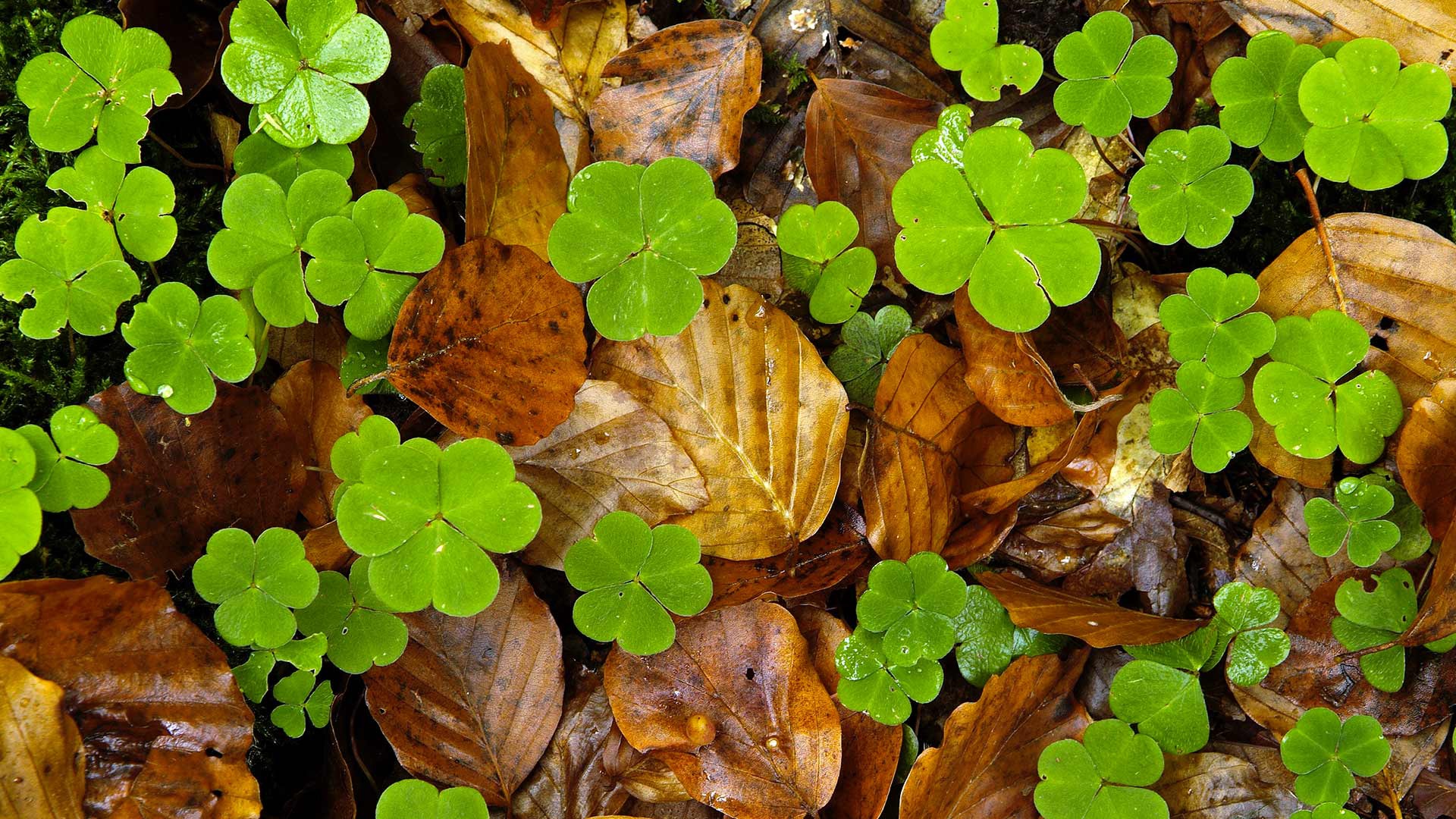 Download mobile wallpaper Nature, Close Up, Earth, Clover for free.