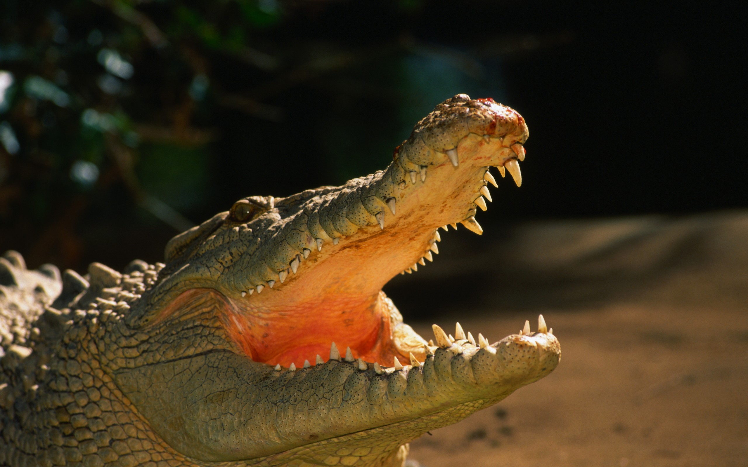 567154 télécharger le fond d'écran animaux, alligator - économiseurs d'écran et images gratuitement