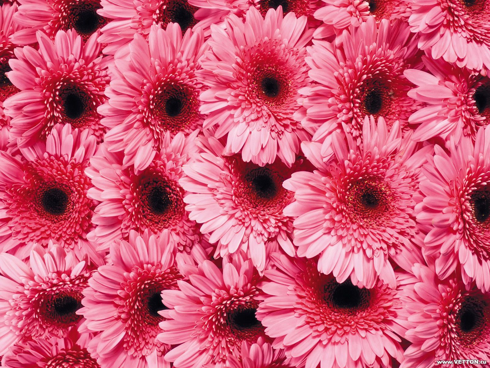 Free download wallpaper Plants, Flowers, Background on your PC desktop
