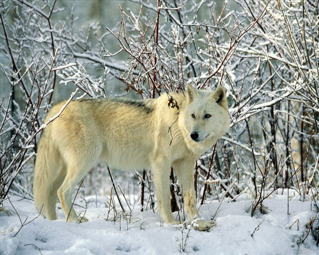 Téléchargez gratuitement l'image Animaux, Loup sur le bureau de votre PC