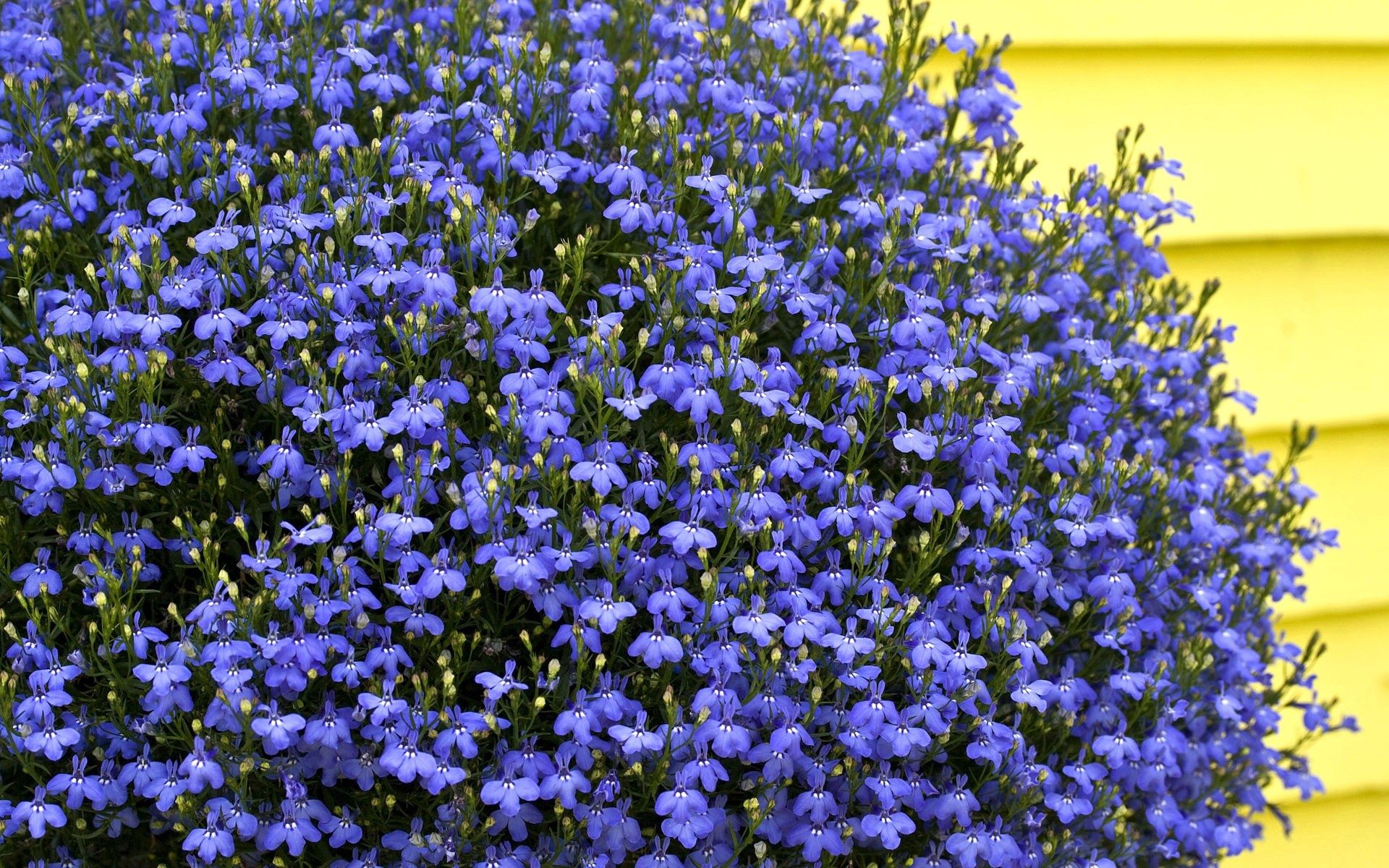 flowers, blue, lot, small