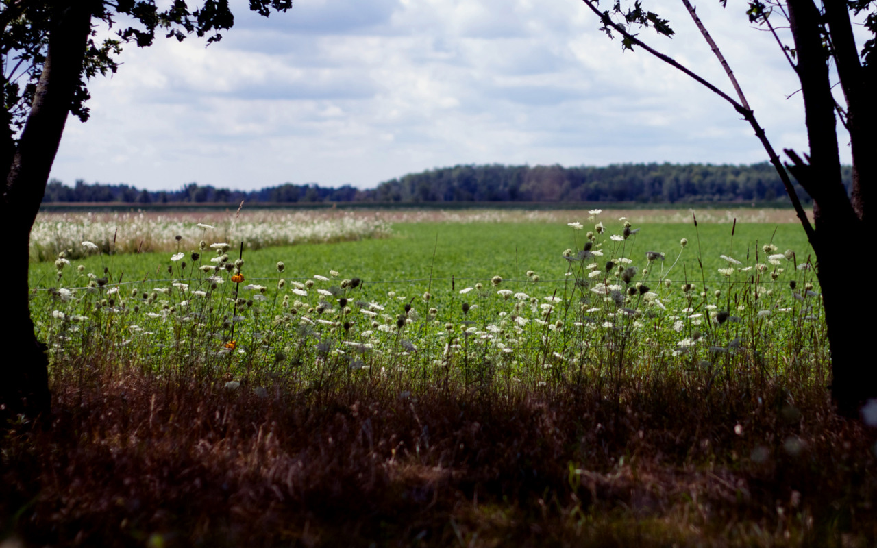 Free download wallpaper Earth, Field on your PC desktop