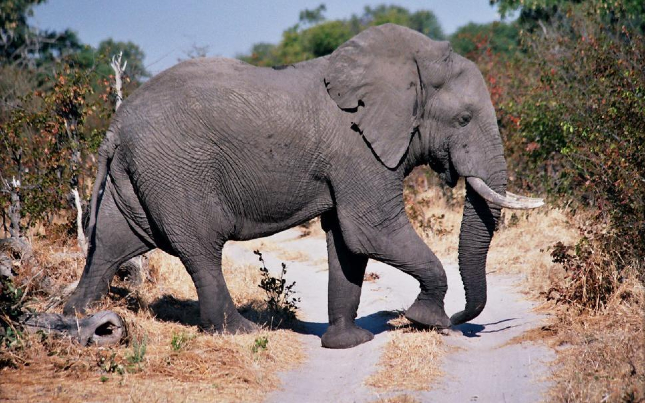 Descarga gratuita de fondo de pantalla para móvil de Animales, Elefante Africano De Sabana.
