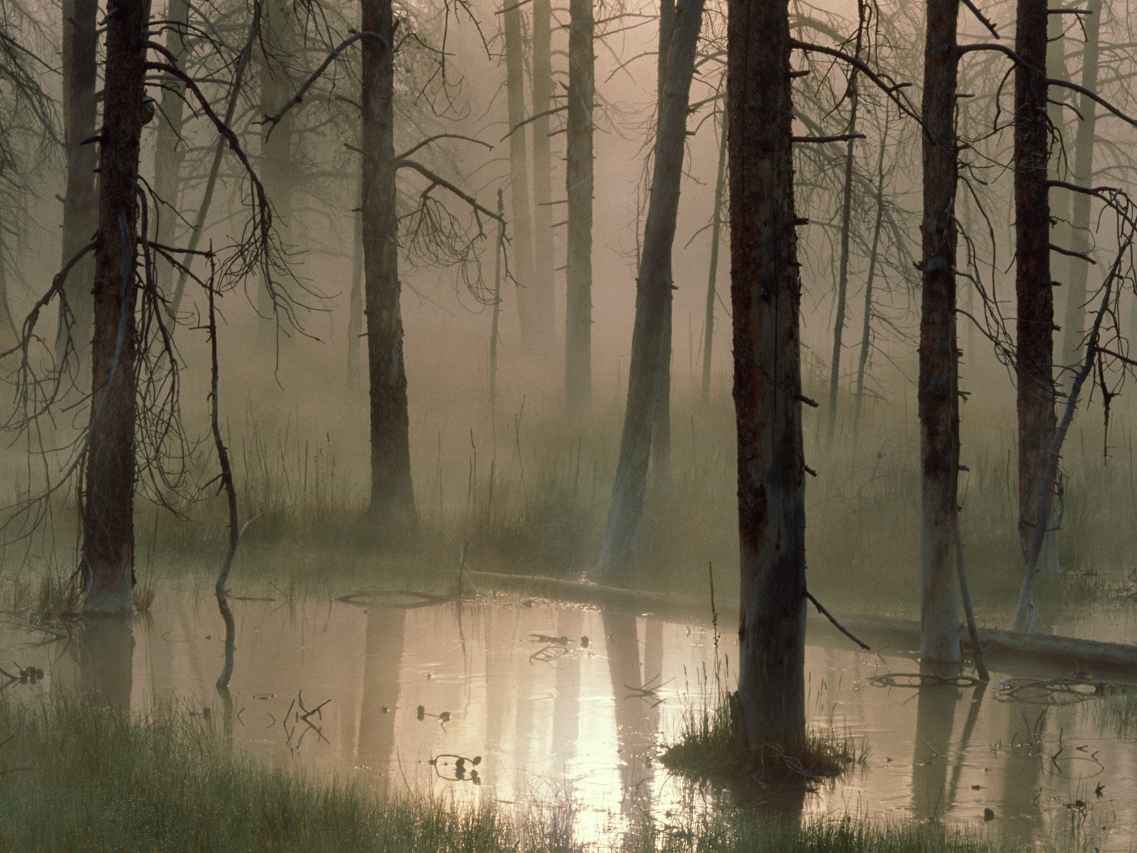 Descarga gratuita de fondo de pantalla para móvil de Niebla, Tierra/naturaleza.