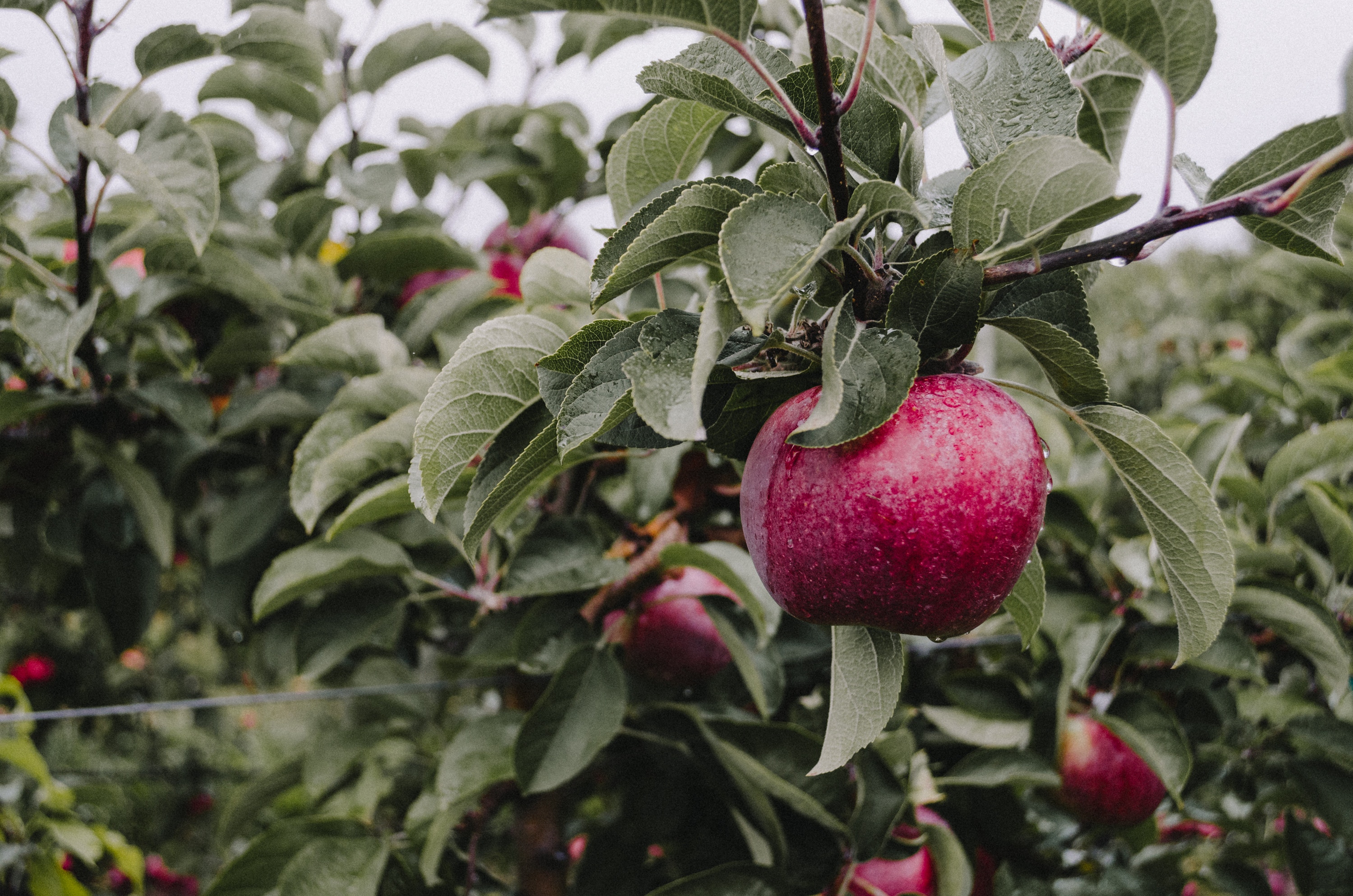 Laden Sie das Lebensmittel, Zweig, Apfel, Ast, Drops-Bild kostenlos auf Ihren PC-Desktop herunter