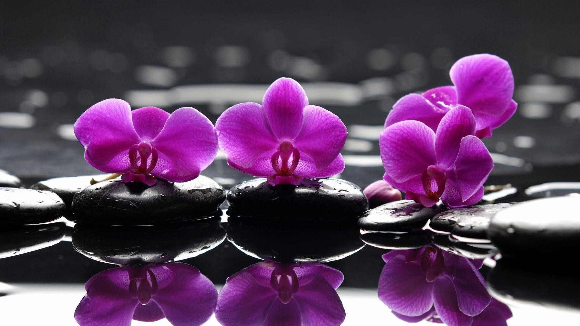Free download wallpaper Earth, Orchid on your PC desktop