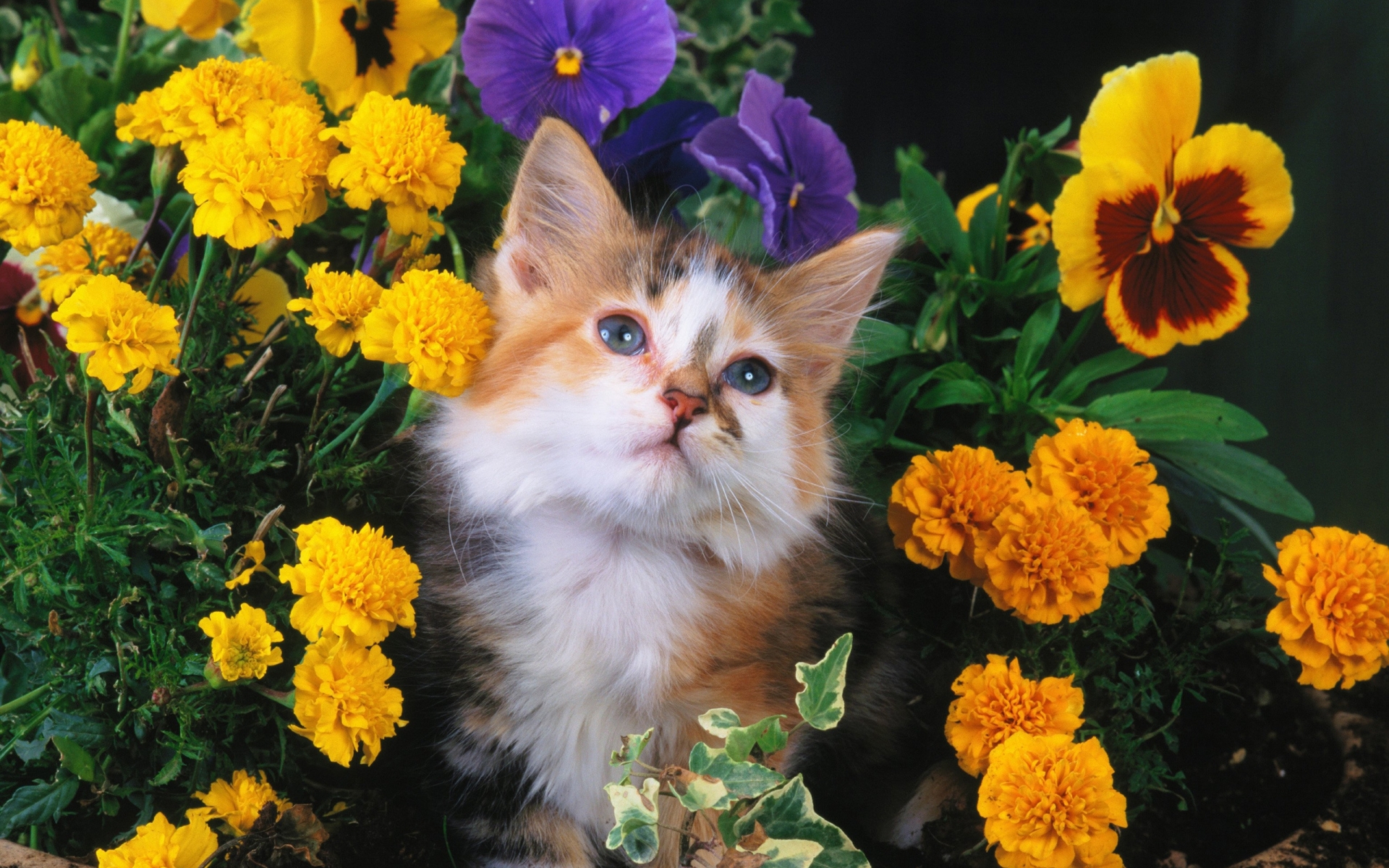 Free download wallpaper Cat, Animal on your PC desktop