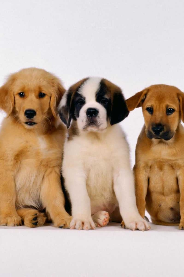 Download mobile wallpaper Dogs, Dog, Animal, Puppy for free.