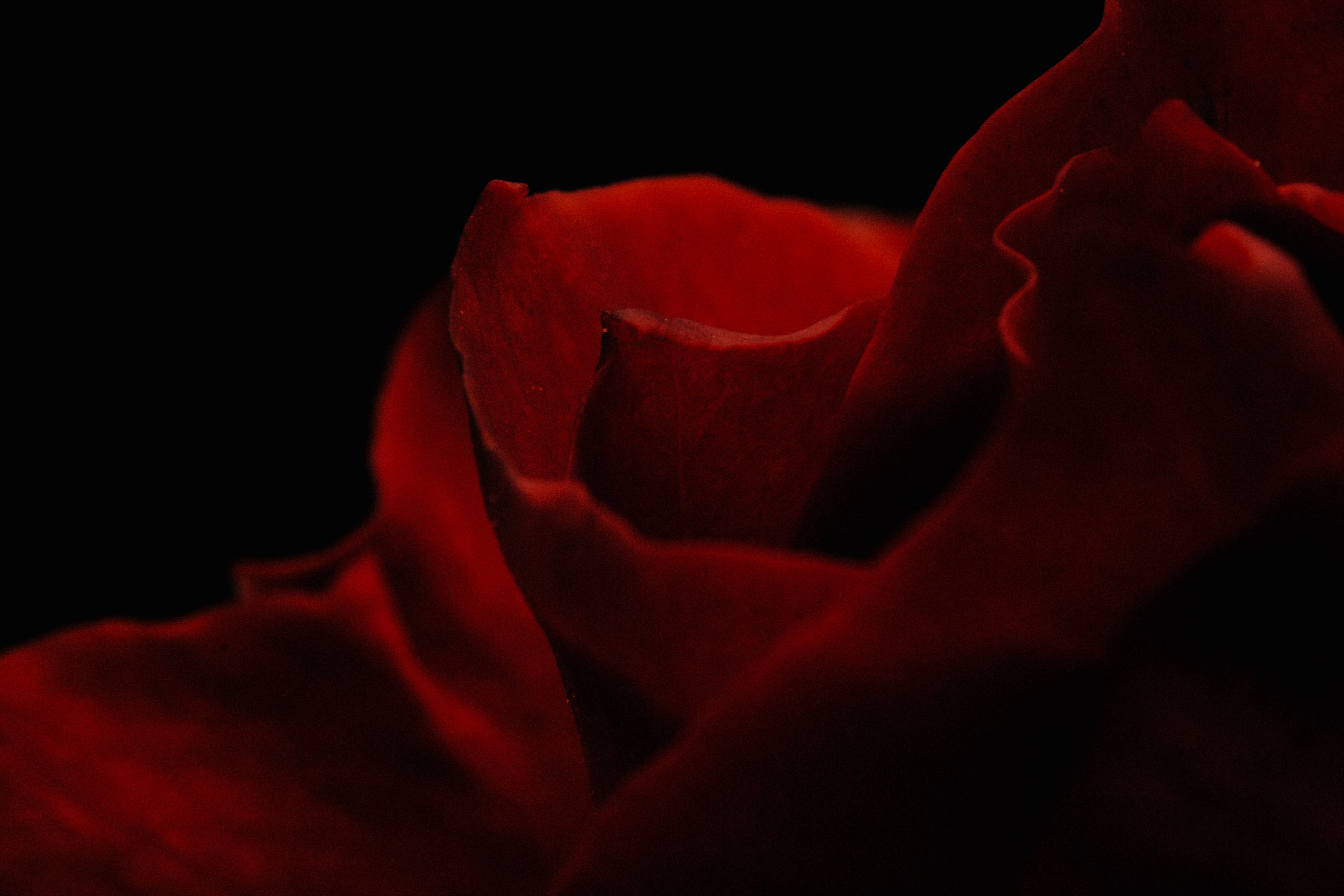 Download mobile wallpaper Macro, Petals, Rose Flower, Rose for free.