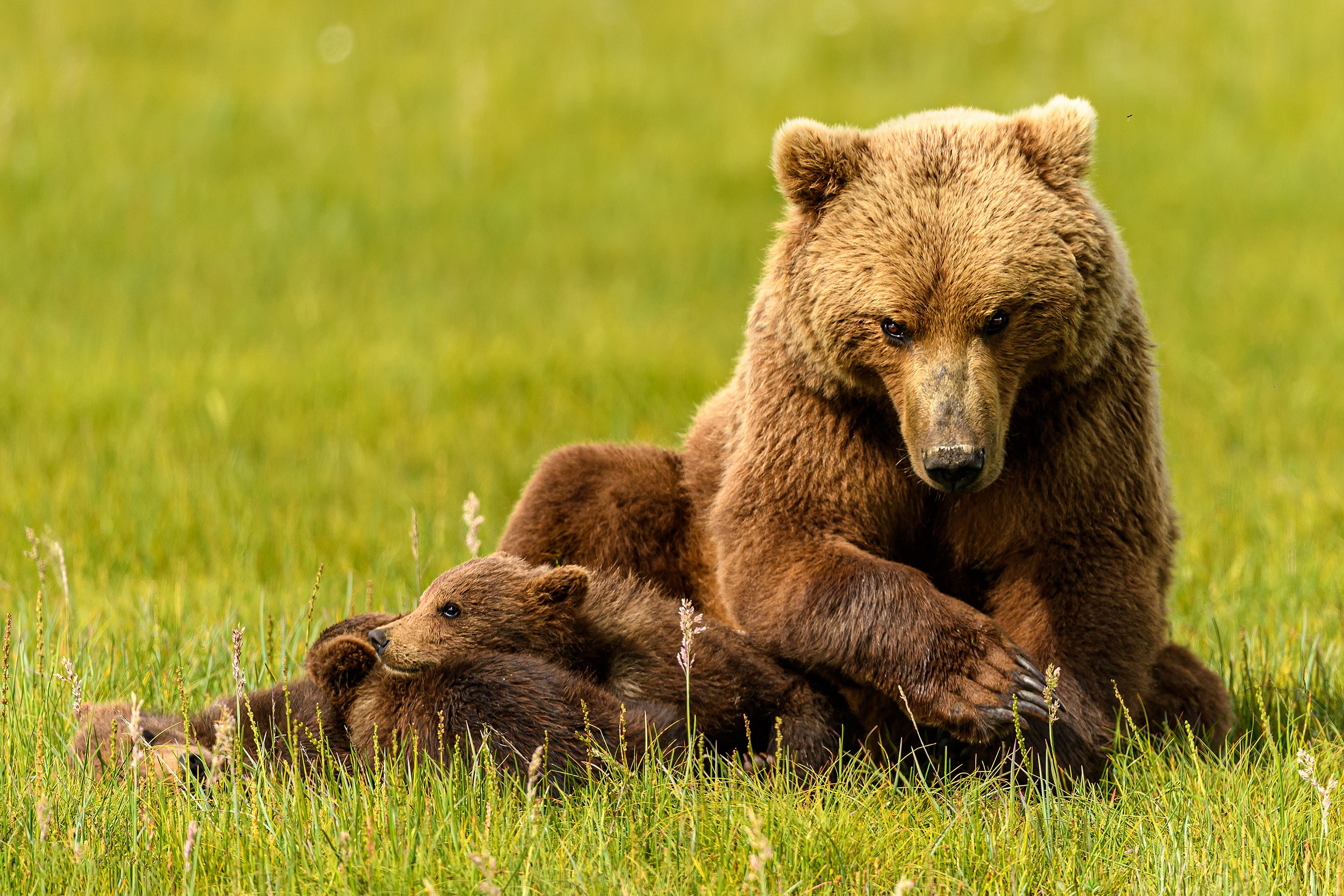Скачать обои бесплатно Животные, Медведи, Медведь, Детеныш, Детеныш Животного картинка на рабочий стол ПК