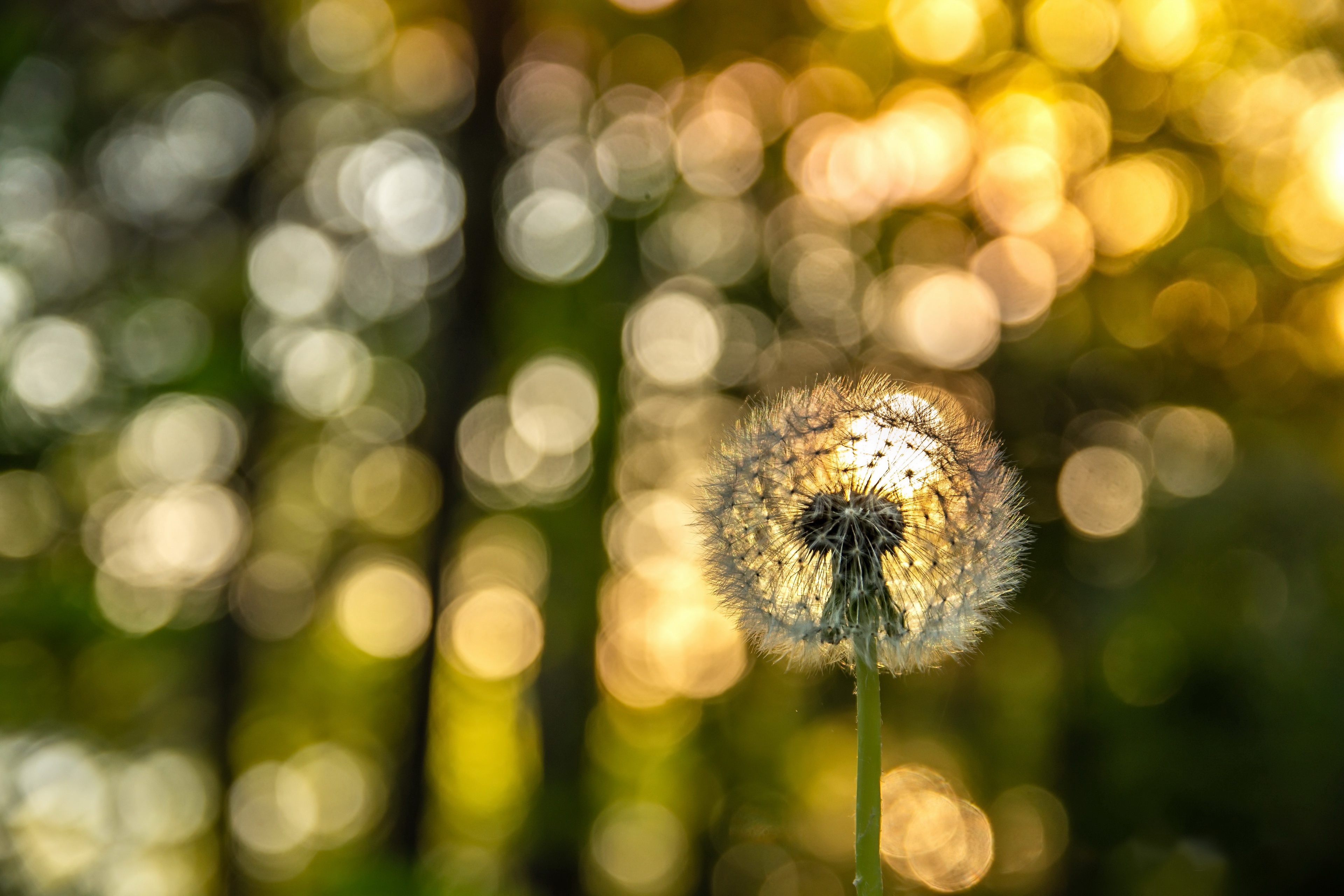 Descarga gratuita de fondo de pantalla para móvil de Naturaleza, Verano, Bokeh, Diente De León, Tierra/naturaleza, Profundidad De Campo.