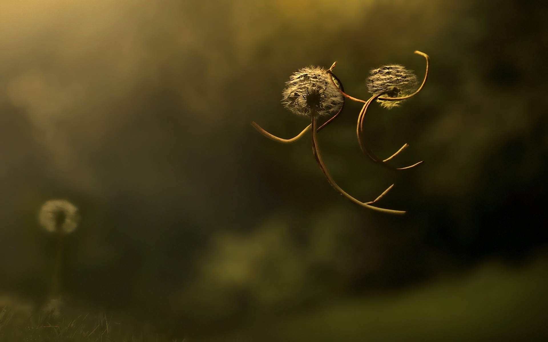 Descarga gratuita de fondo de pantalla para móvil de Primer Plano, Tierra/naturaleza, Macrofotografía.