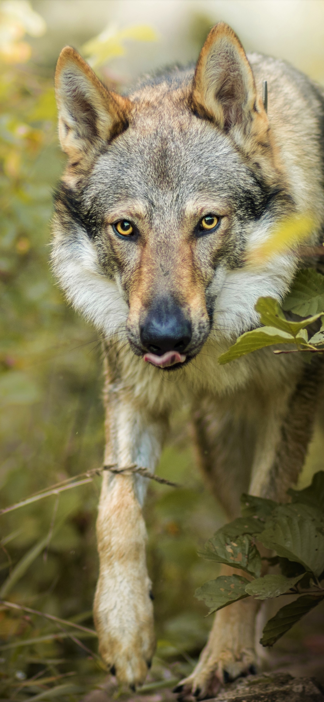 Download mobile wallpaper Wolf, Animal, Gray Wolf, Wolves for free.