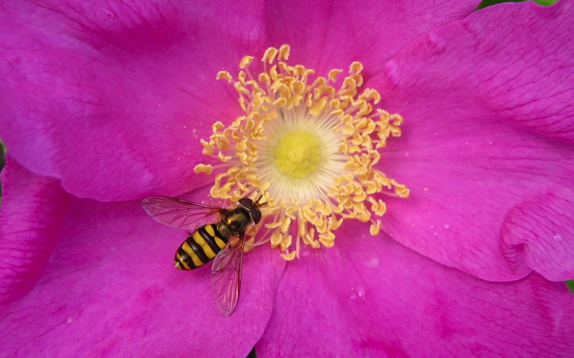 Скачать обои бесплатно Животные, Насекомые, Пчела картинка на рабочий стол ПК