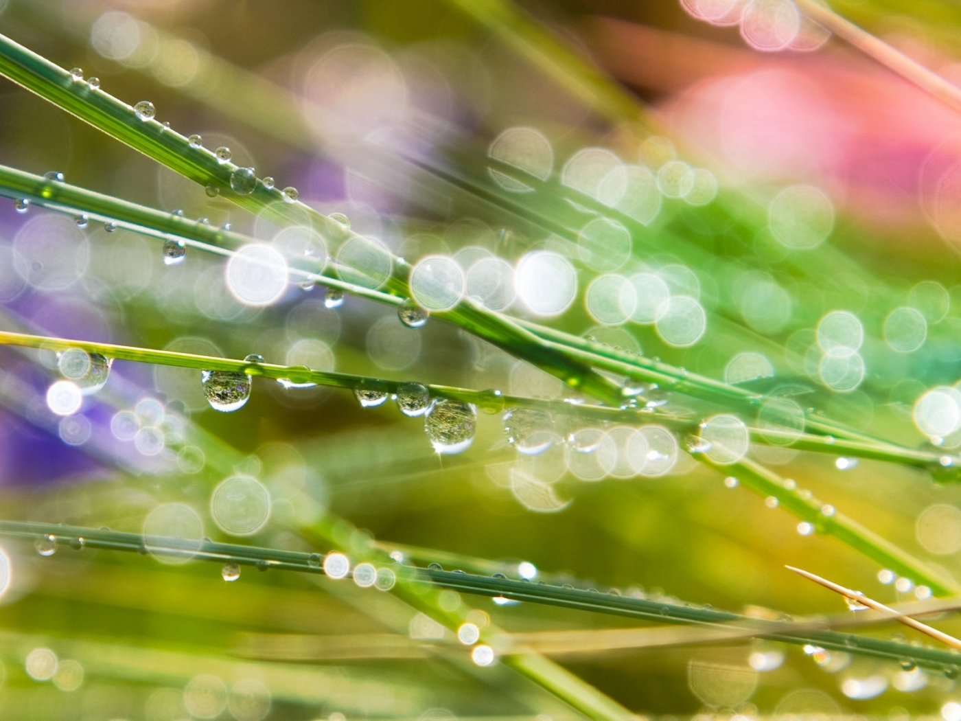 Laden Sie das Grass, Drops, Pflanzen-Bild kostenlos auf Ihren PC-Desktop herunter