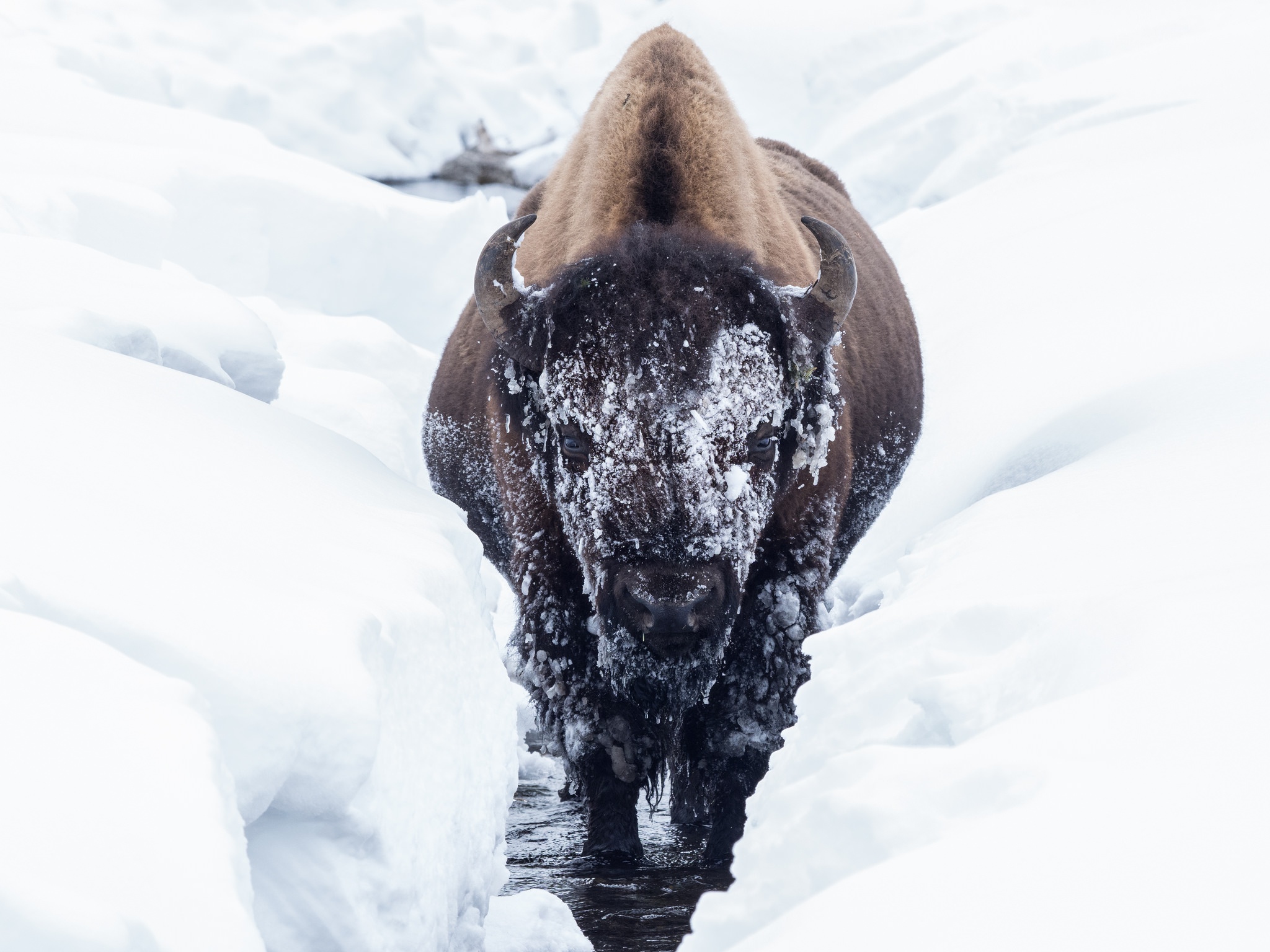 Free download wallpaper Winter, Snow, Animal, Stare, American Bison on your PC desktop
