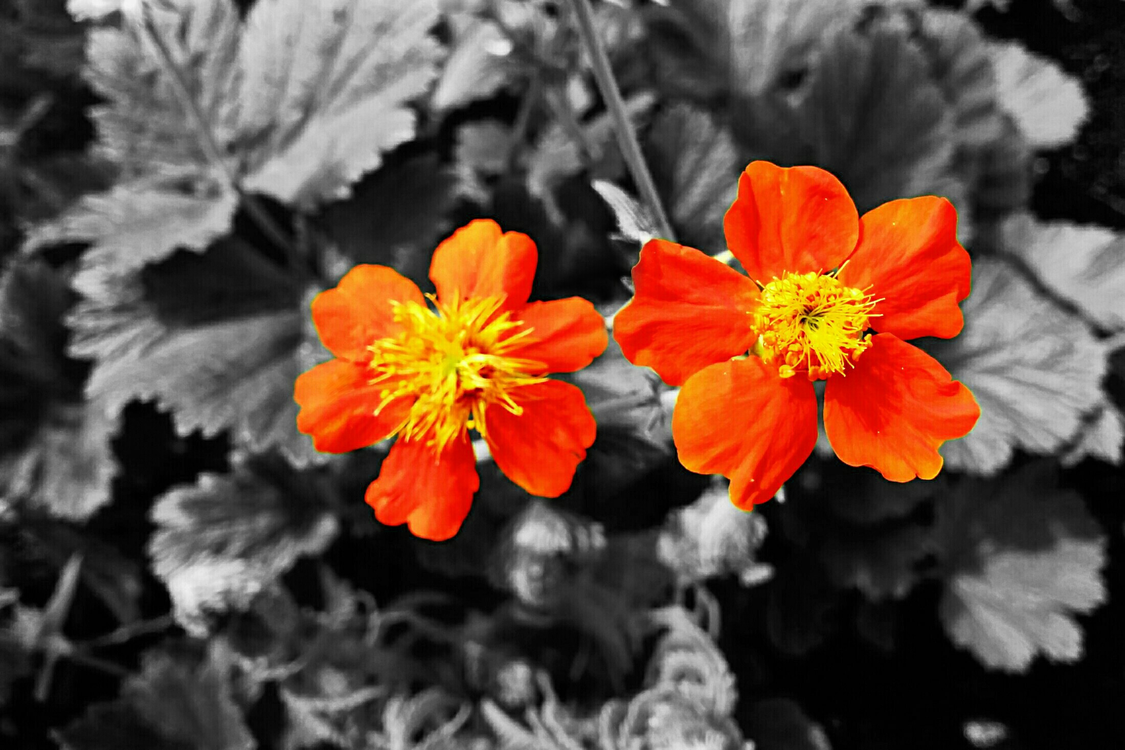 Download mobile wallpaper Nature, Flowers, Flower, Plant, Earth, Selective Color for free.
