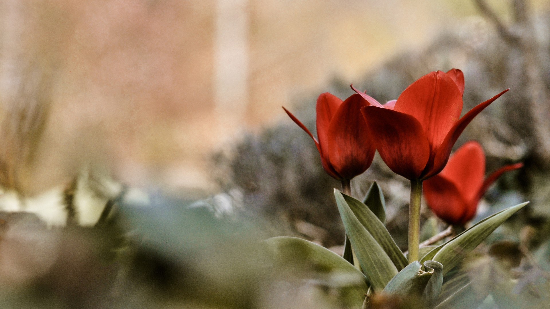 Baixar papel de parede para celular de Tulipa, Flores, Terra/natureza gratuito.