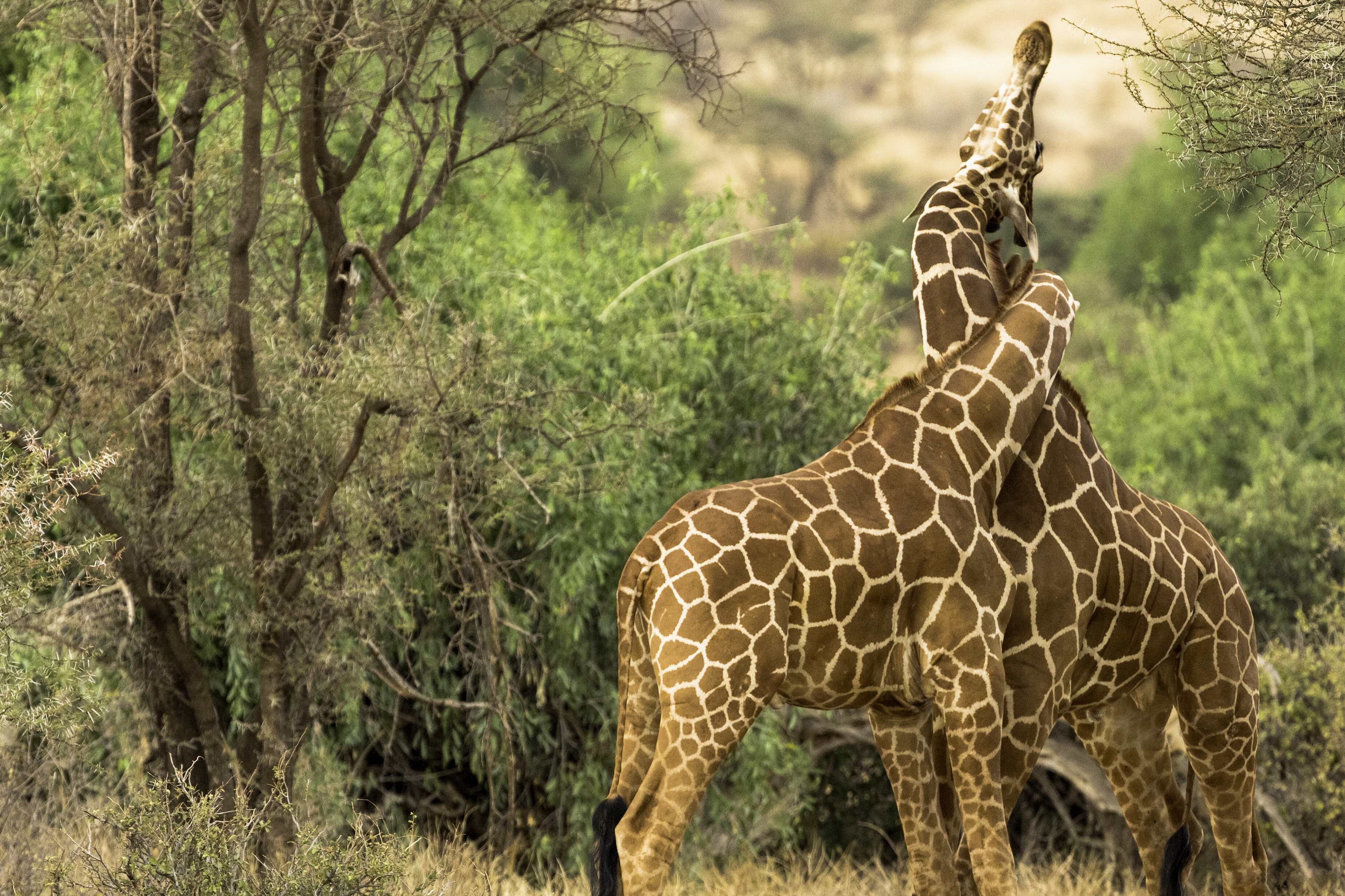 Handy-Wallpaper Tiere, Giraffe kostenlos herunterladen.