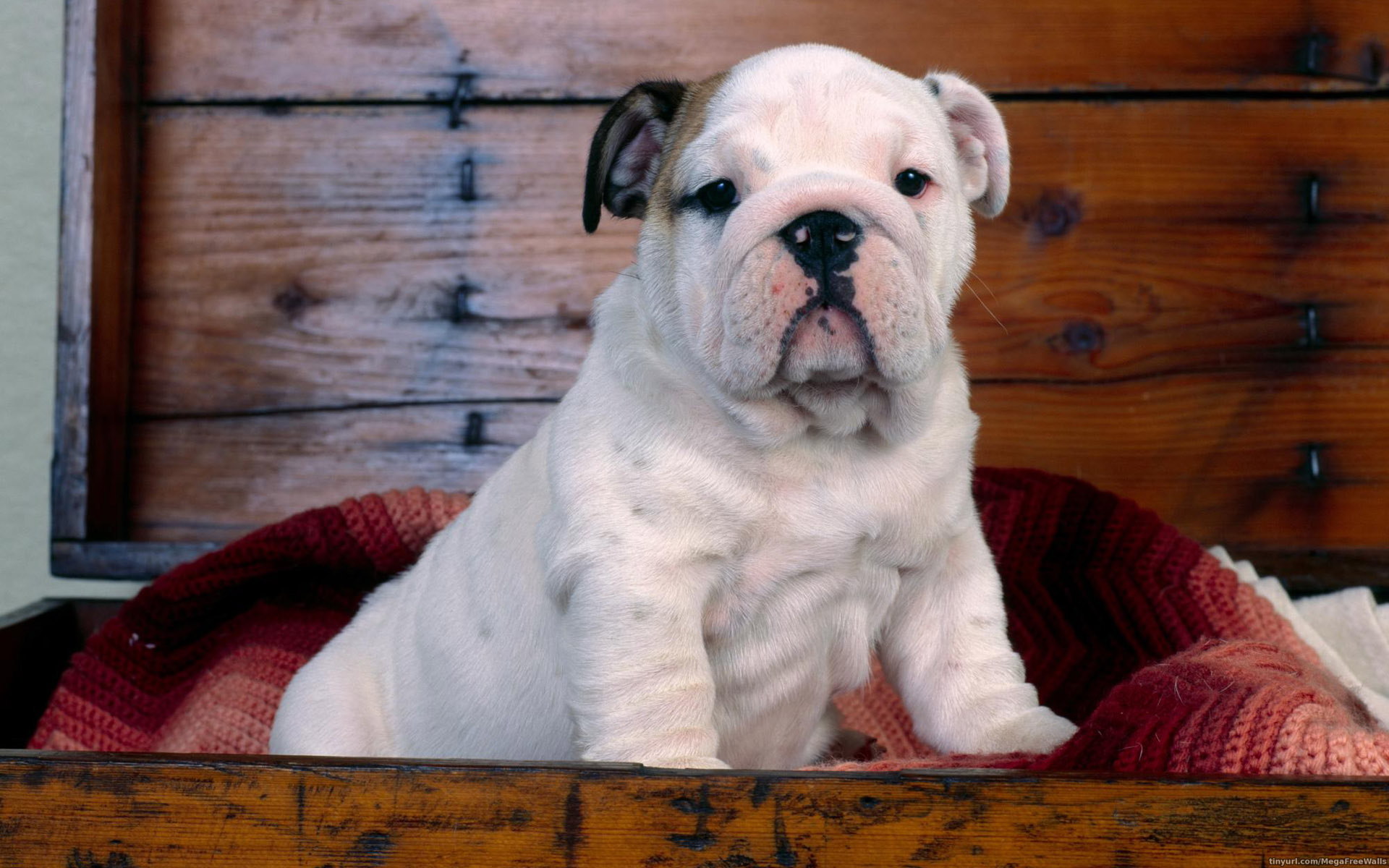 Laden Sie das Tiere, Hunde, Hund, Süß, Welpen-Bild kostenlos auf Ihren PC-Desktop herunter