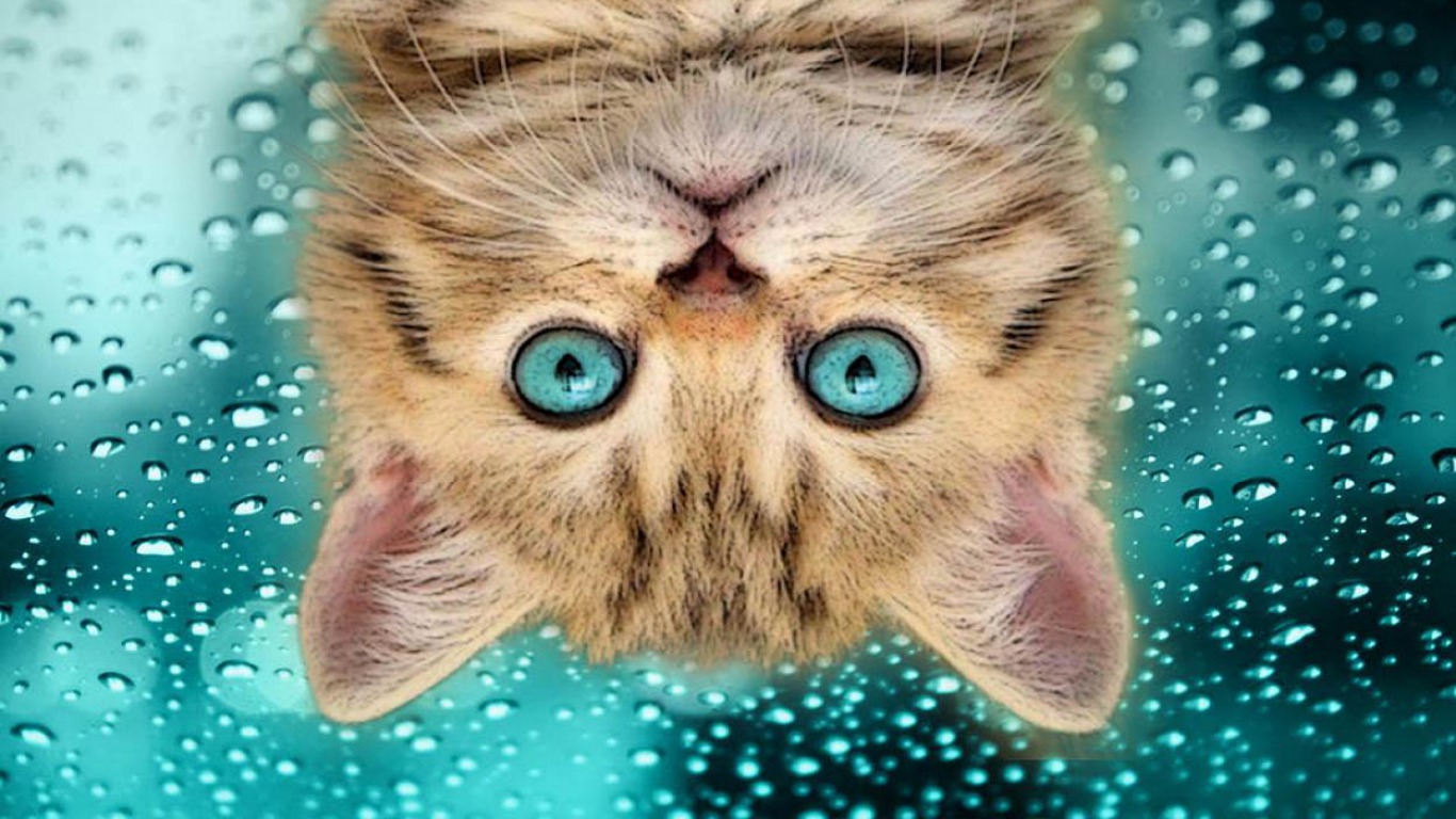 Скачати мобільні шпалери Кішка, Гумор, Коти безкоштовно.