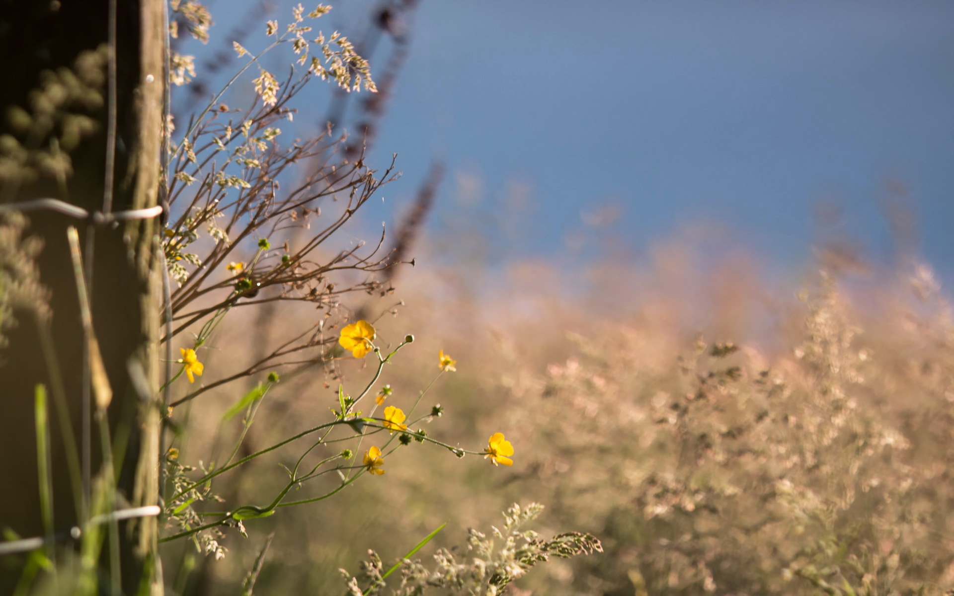 Téléchargez gratuitement l'image Fleurs, Fleur, Terre/nature sur le bureau de votre PC