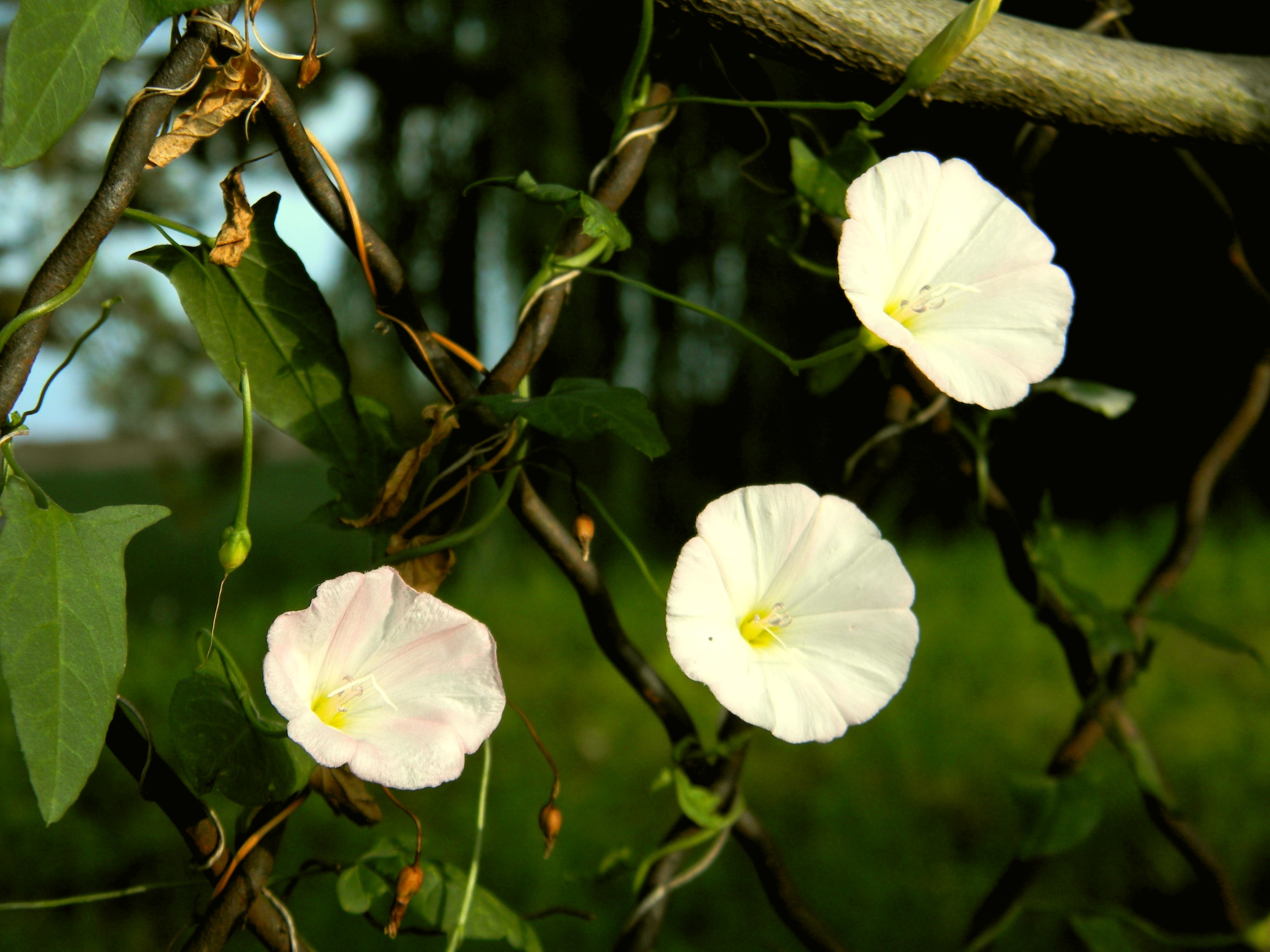 Baixe gratuitamente a imagem Natureza, Flores, Flor, Terra/natureza na área de trabalho do seu PC