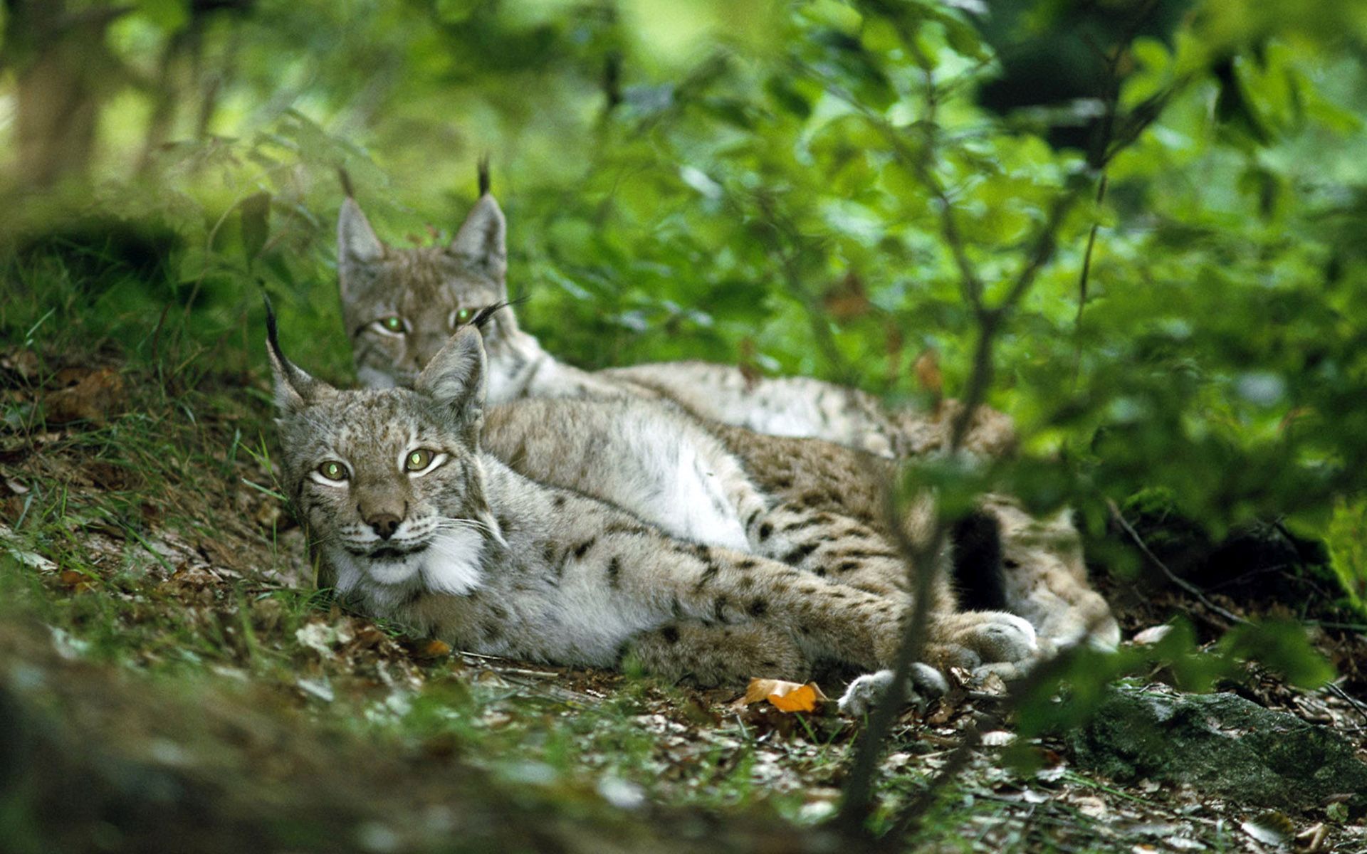 Download mobile wallpaper Cats, Forest, Animal, Resting, Lynx for free.