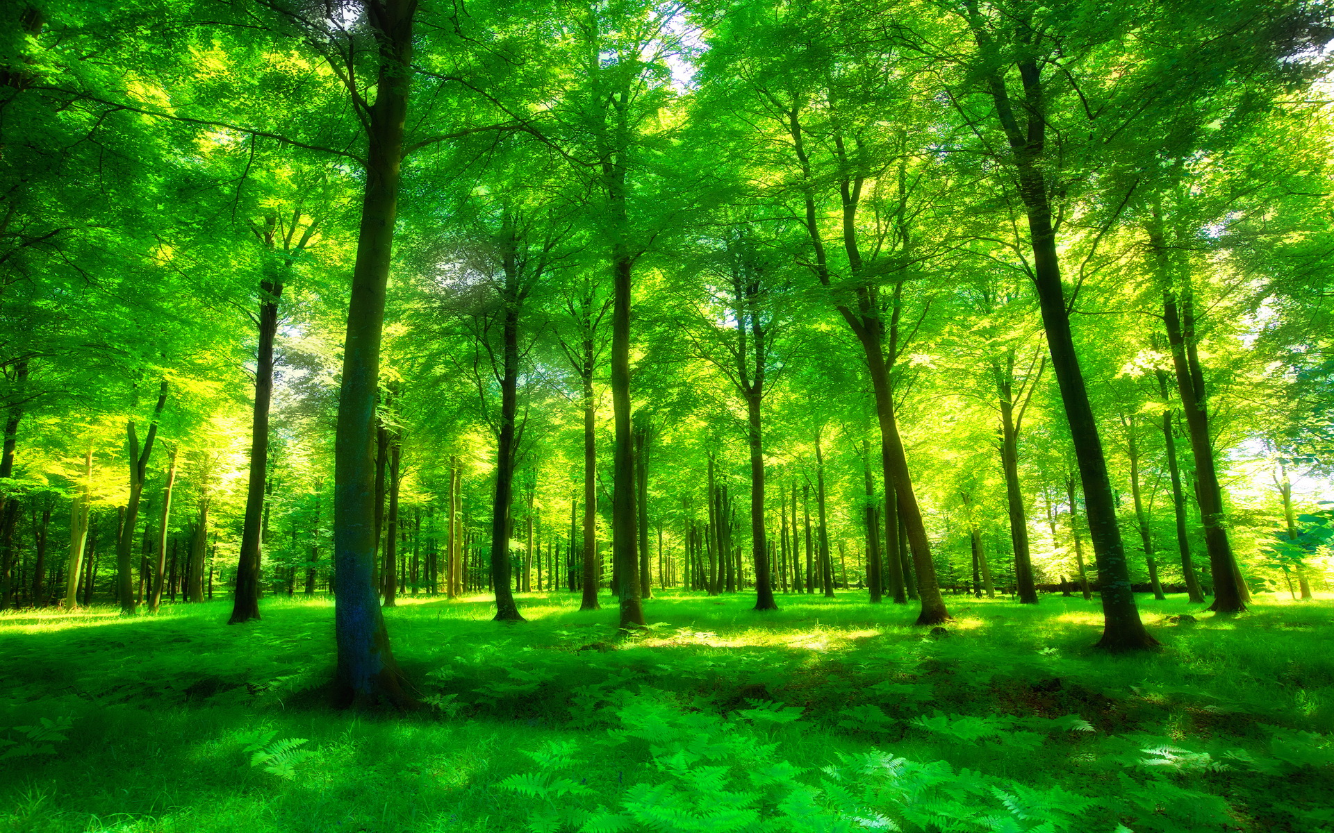 Free download wallpaper Forest, Earth on your PC desktop