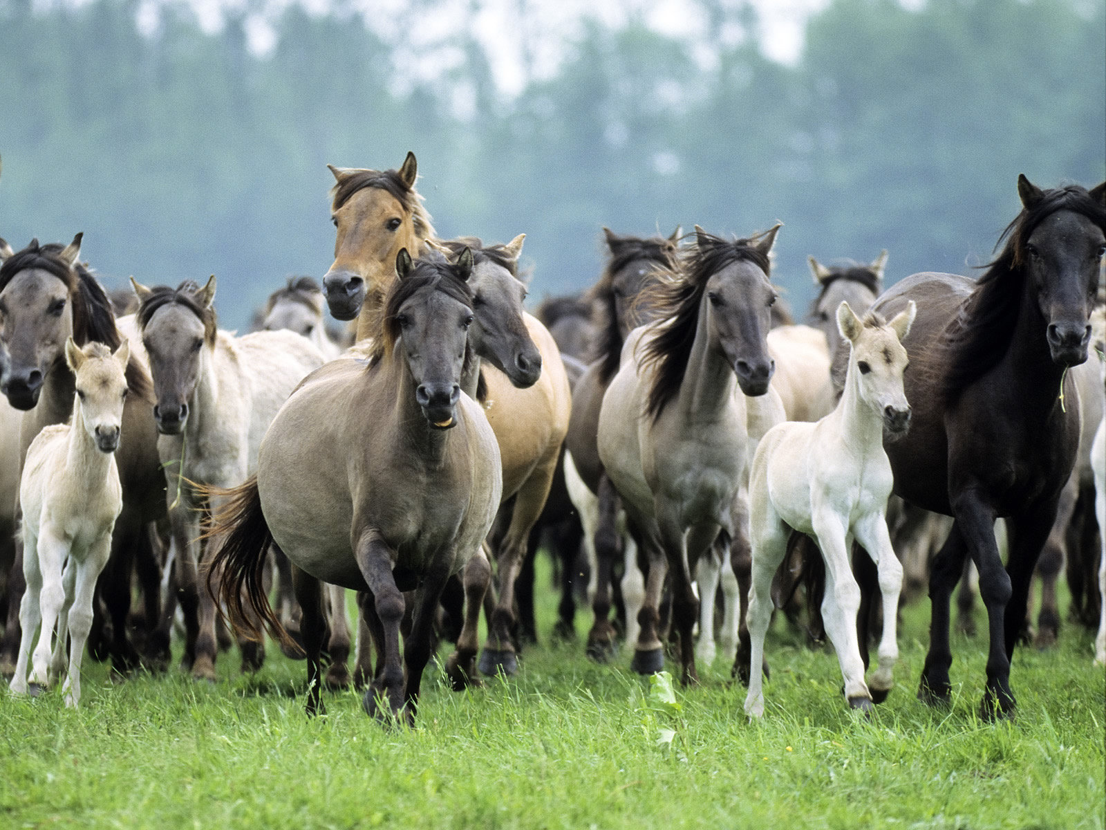 Handy-Wallpaper Tiere, Hauspferd kostenlos herunterladen.