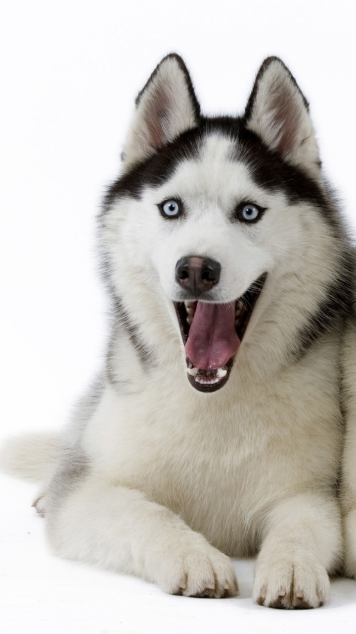 Download mobile wallpaper Dogs, Dog, Animal, Husky for free.