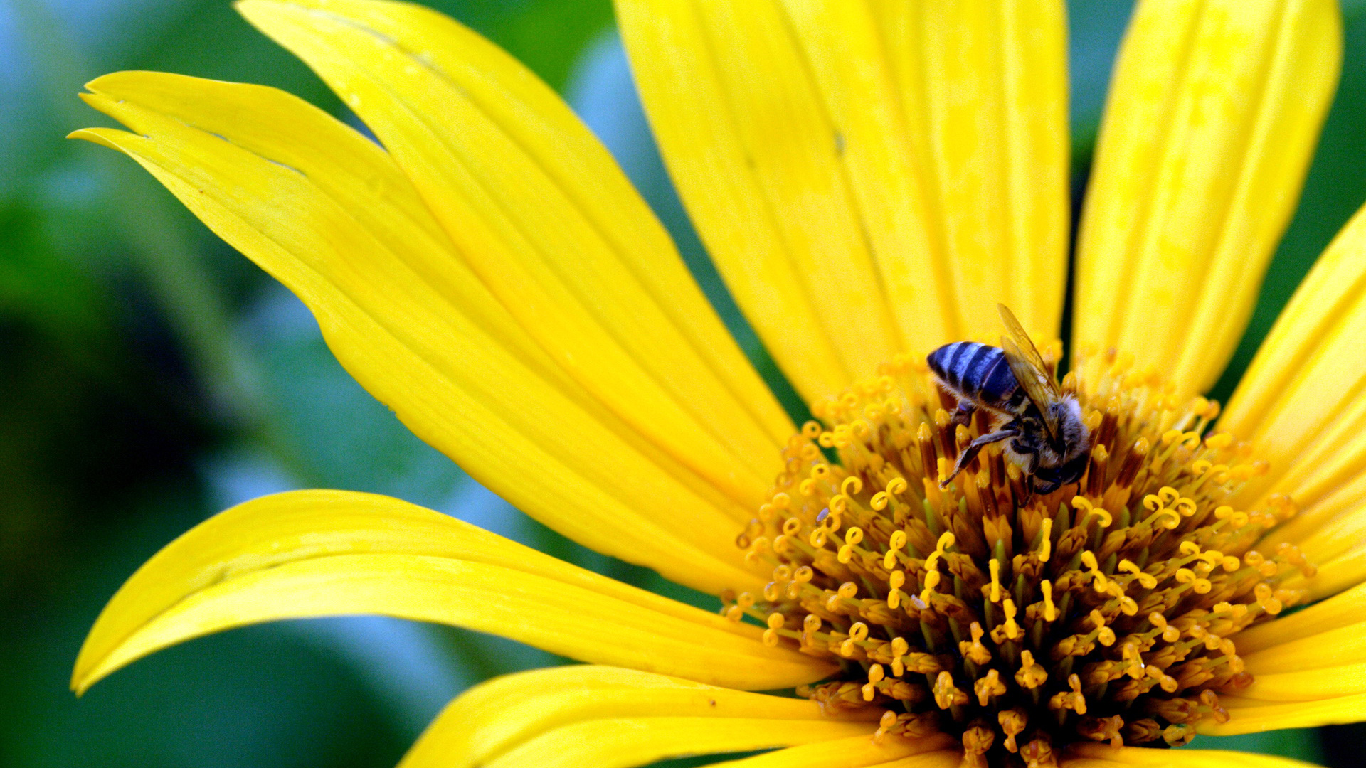Скачать обои бесплатно Животные, Насекомые, Цветок, Пчела, Желтый Цветок картинка на рабочий стол ПК