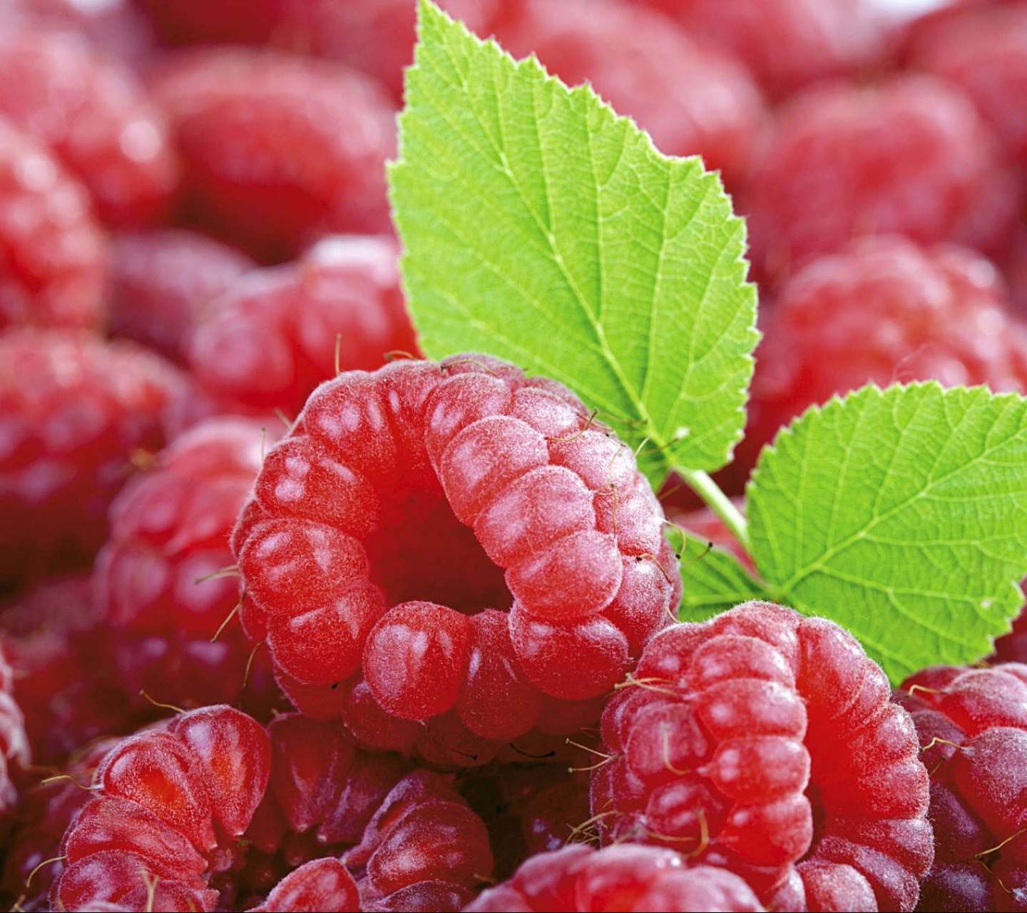 Free download wallpaper Fruits, Food, Raspberry on your PC desktop